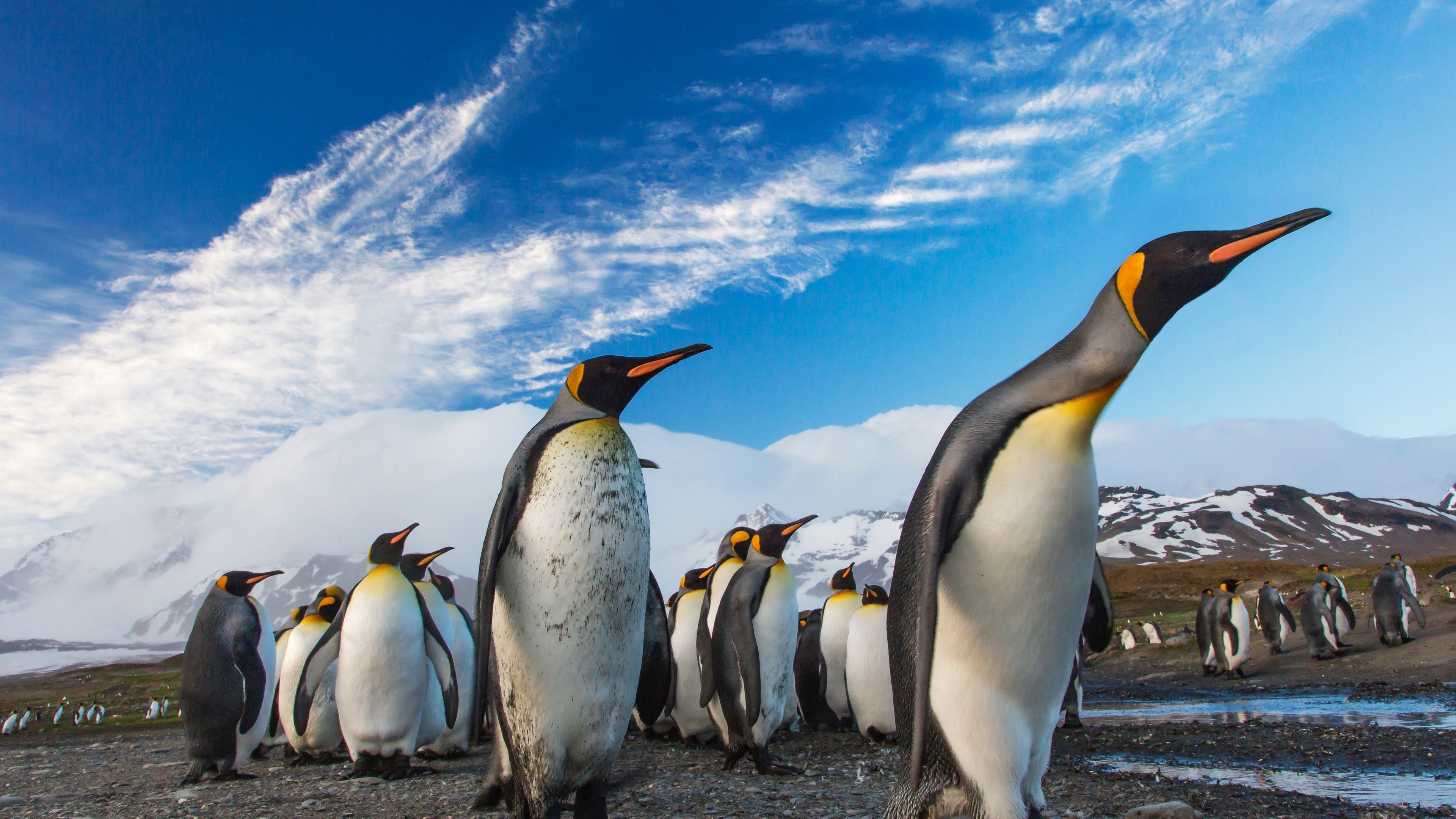 HD penguin wallpaper, Striking visuals, Desktop delight, Captivating scene, 3840x2160 4K Desktop