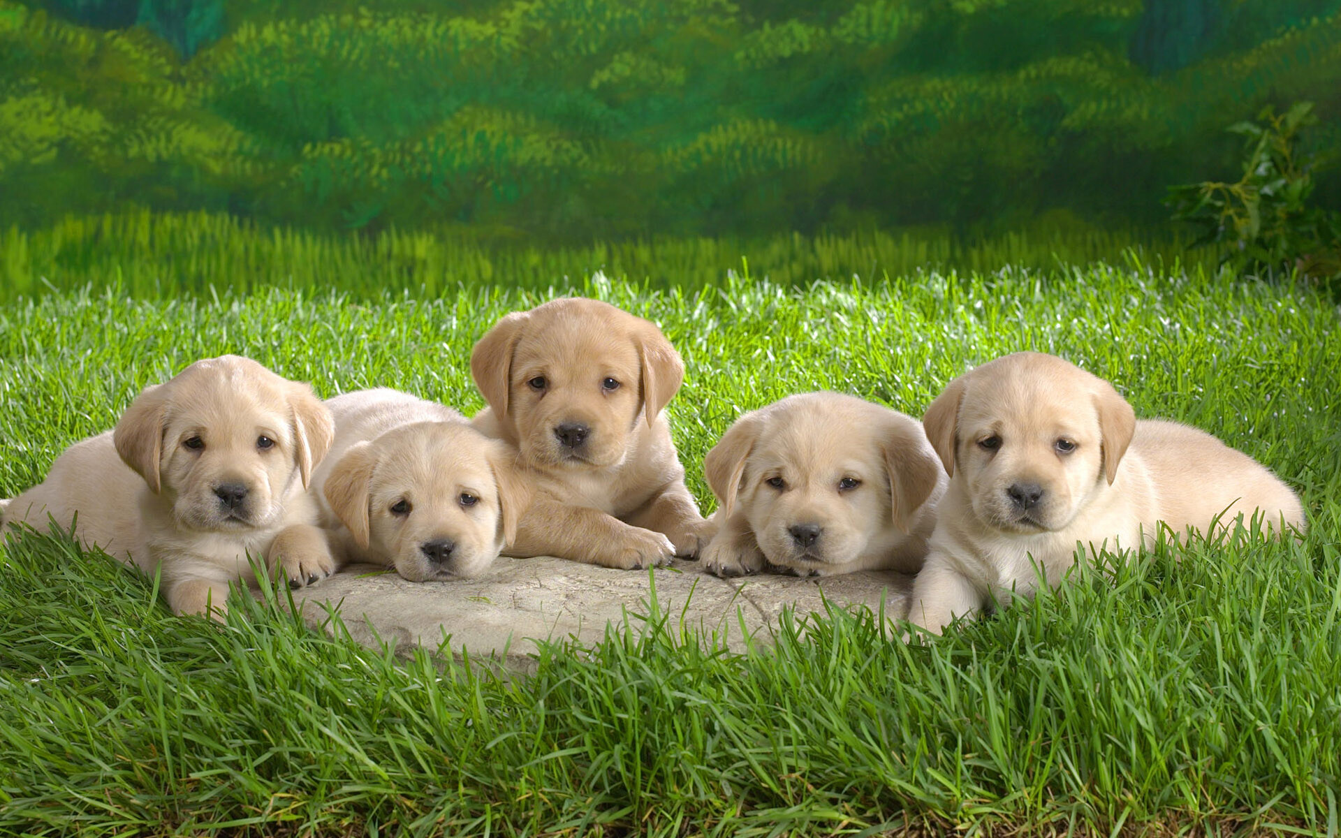 Labrador Retriever: Puppy, Can thrive as farm dogs, working dogs, security dogs, or as family pets. 1920x1200 HD Wallpaper.