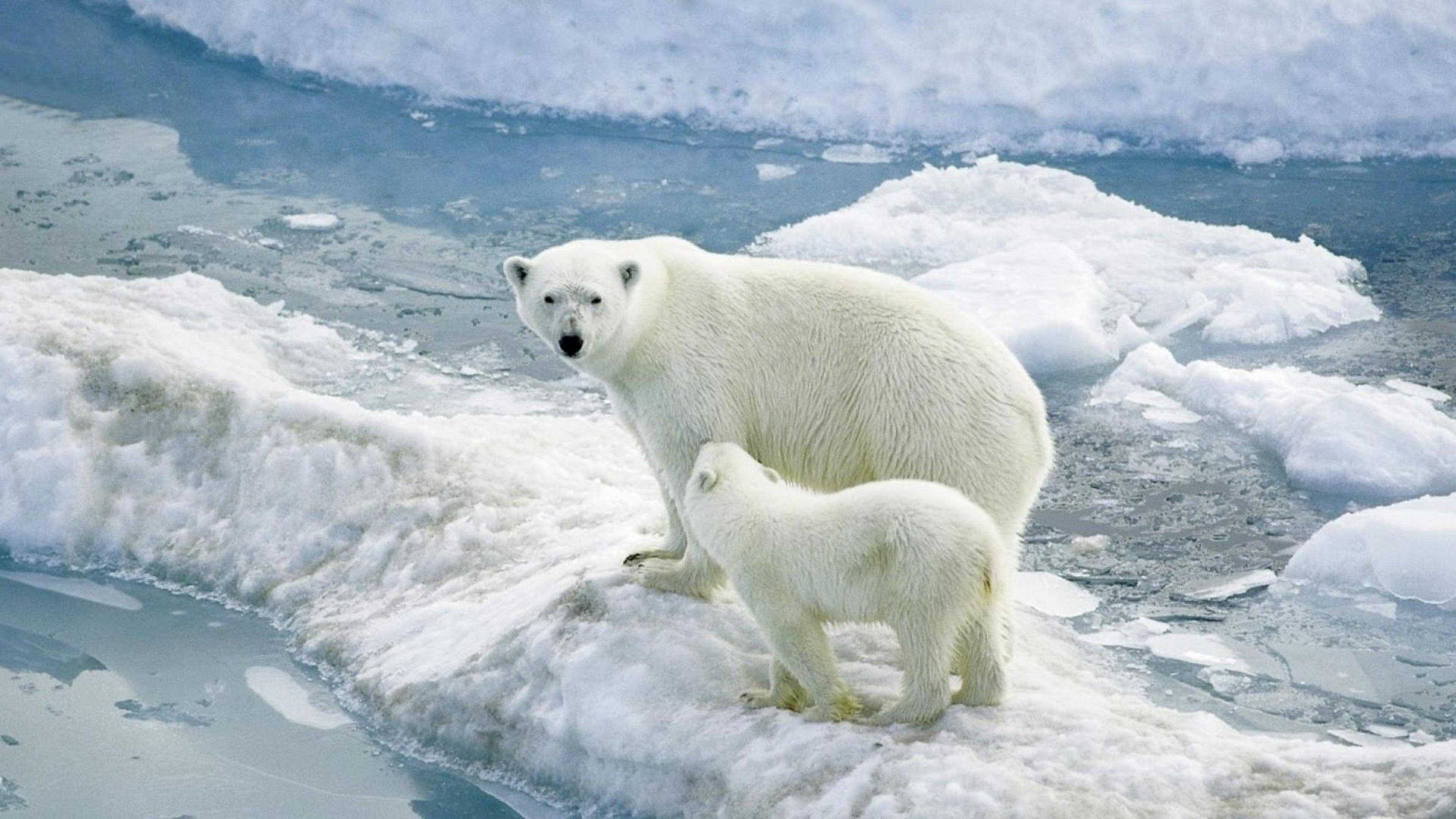 4K polar bear wallpaper, High-quality image, Free download, Incredible creature, 3840x2160 4K Desktop