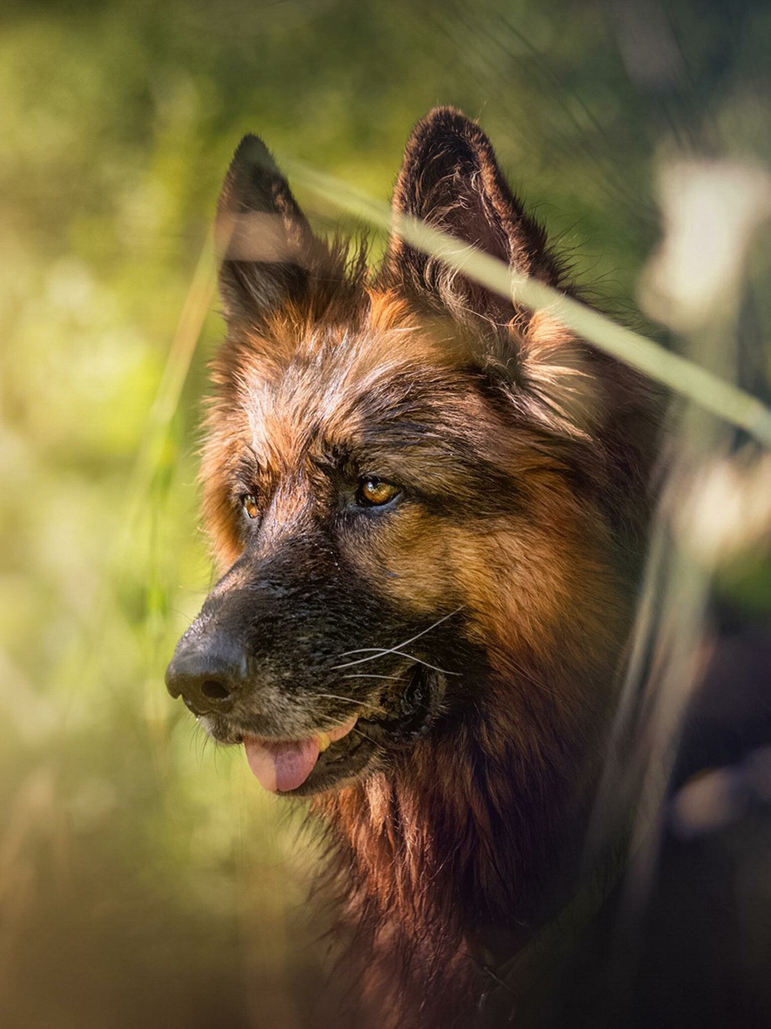 German Shepherd, Dog wallpapers, Canine charm, Loyal companion, 1540x2050 HD Phone