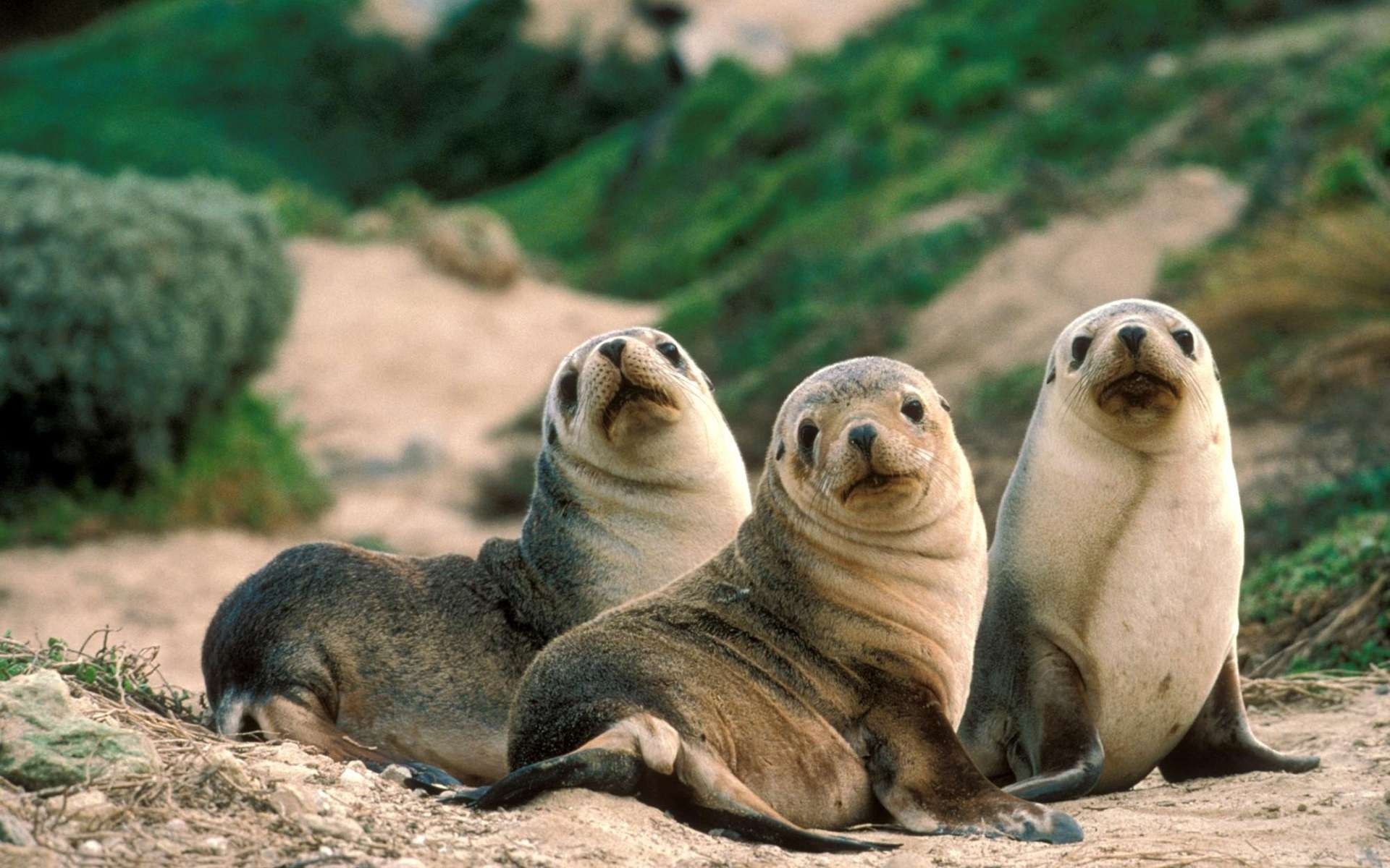 Seal wallpapers, Cute creatures, Marine life, Oceanic beauty, 1920x1200 HD Desktop