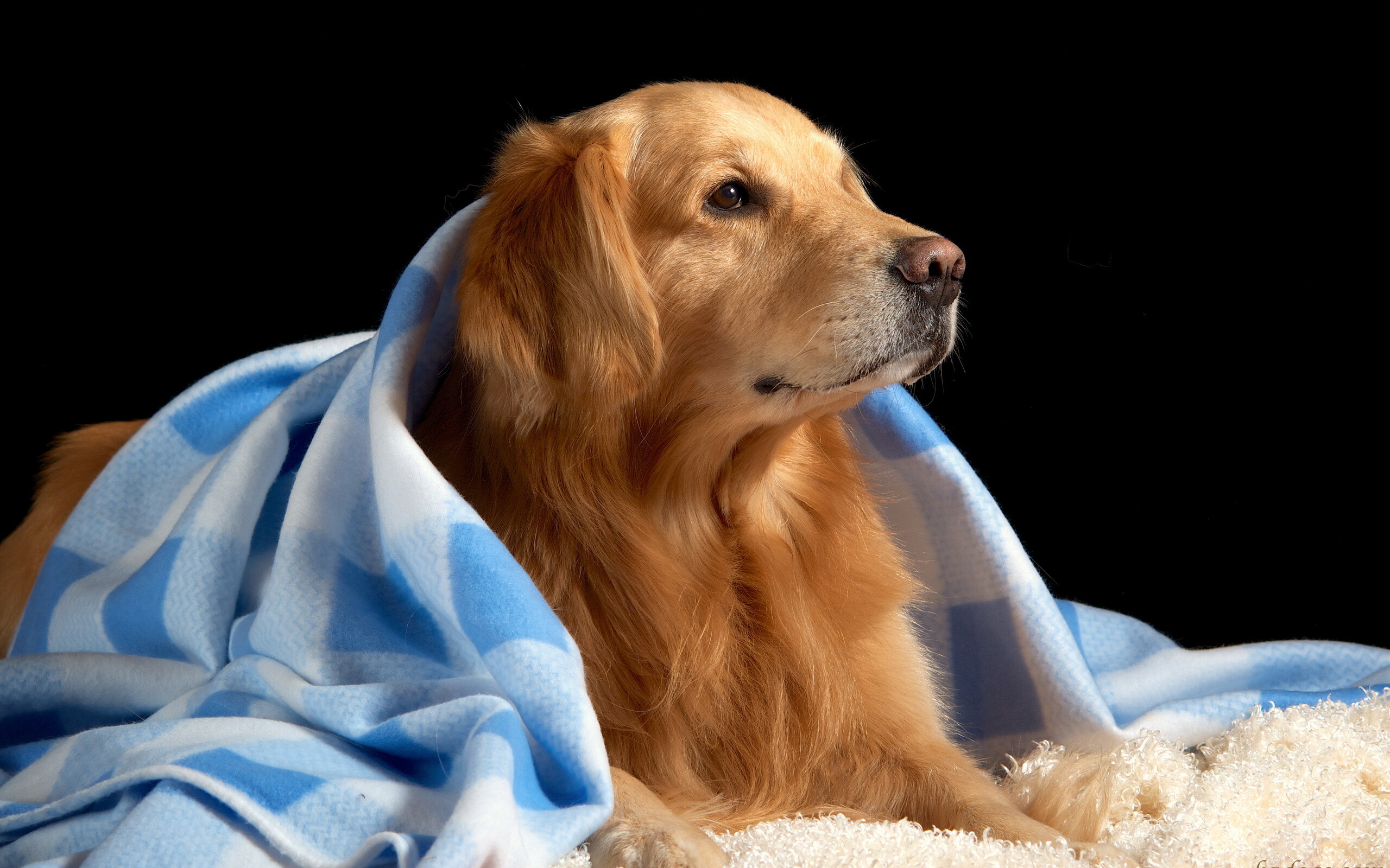 Golden Retriever: A powerfully built, medium-sized breed of dog. 2560x1600 HD Wallpaper.
