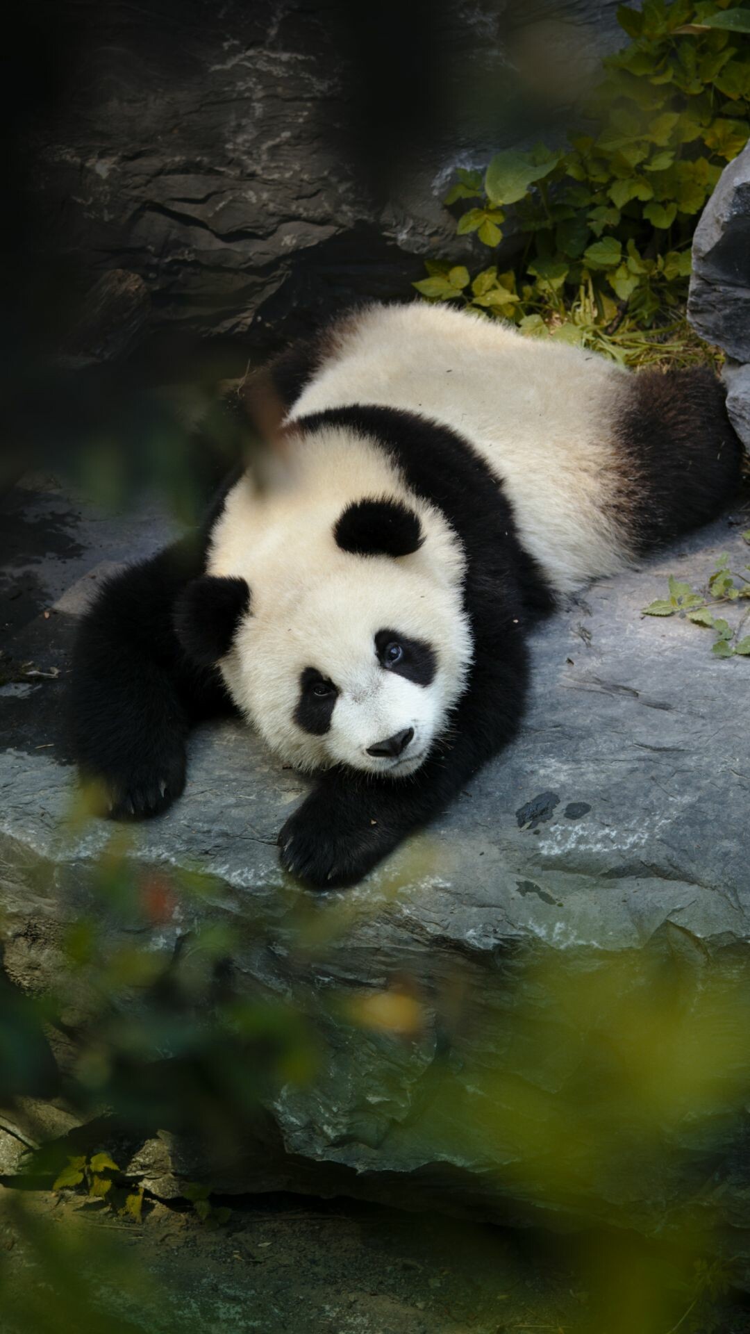 Panda: A large, black and white mammal that lives in forests in China. 1080x1920 Full HD Wallpaper.