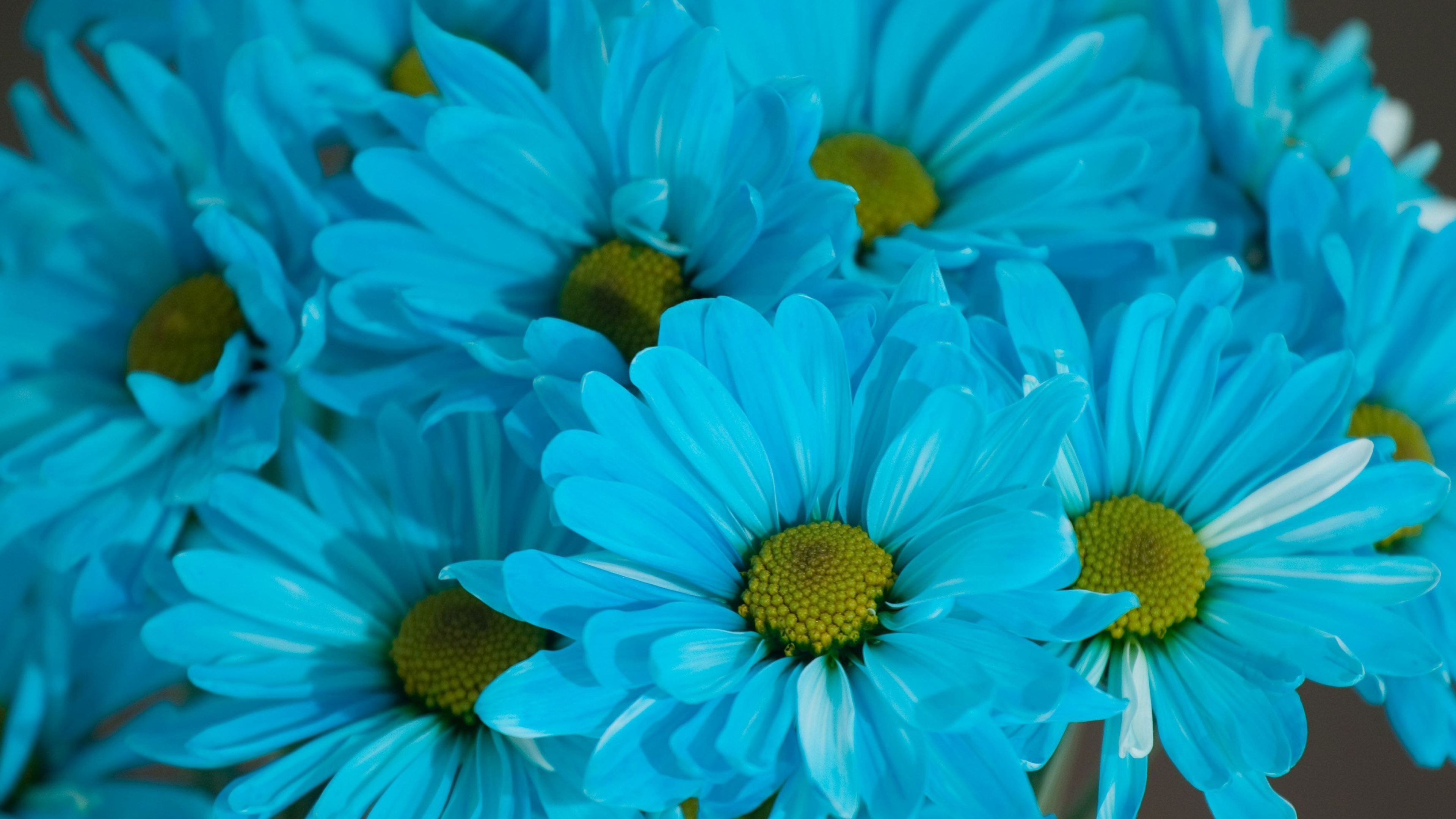 Gerbera Daisy: Blue Daisies, Gerbera flowers, South Carolina, South Africa. 3840x2160 4K Wallpaper.