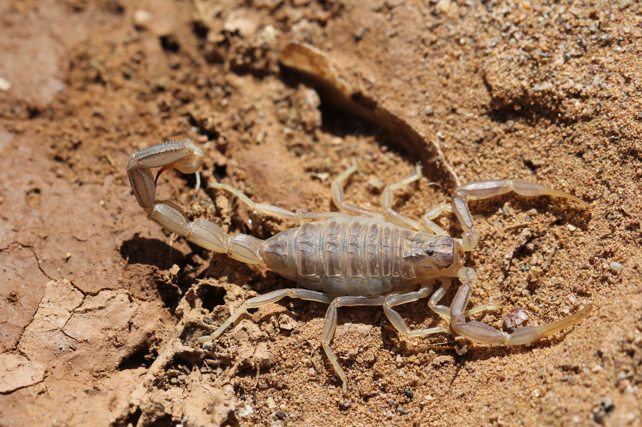 Scorpion (Animal): African Fattail Scorpion (Androctonus amoreuxi). 2050x1370 HD Background.