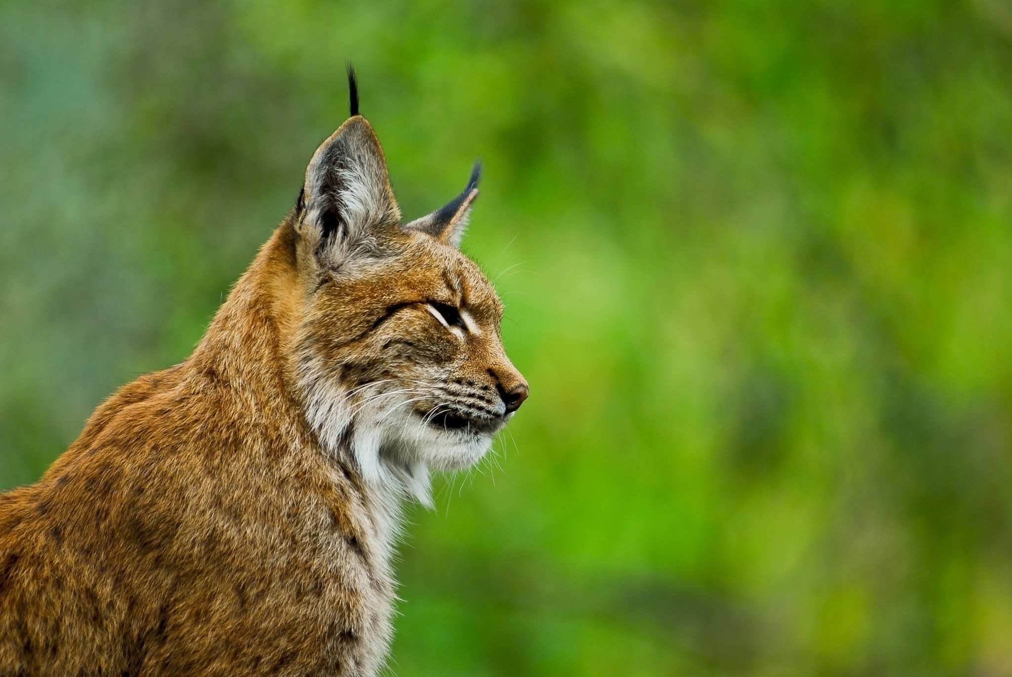 Red Lynx, Wild cat wallpapers, Desktop backgrounds, Animals, 2050x1370 HD Desktop