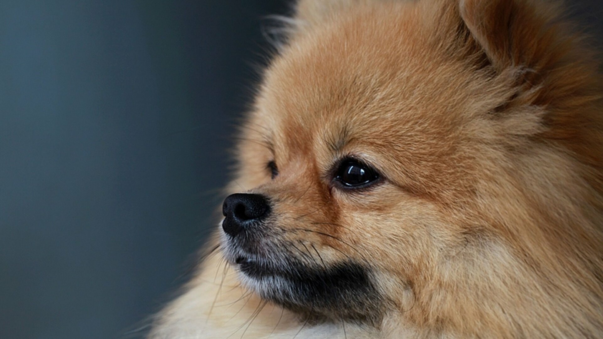 Pomeranian: Classed as a toy dog breed because of its small size. 1920x1080 Full HD Background.