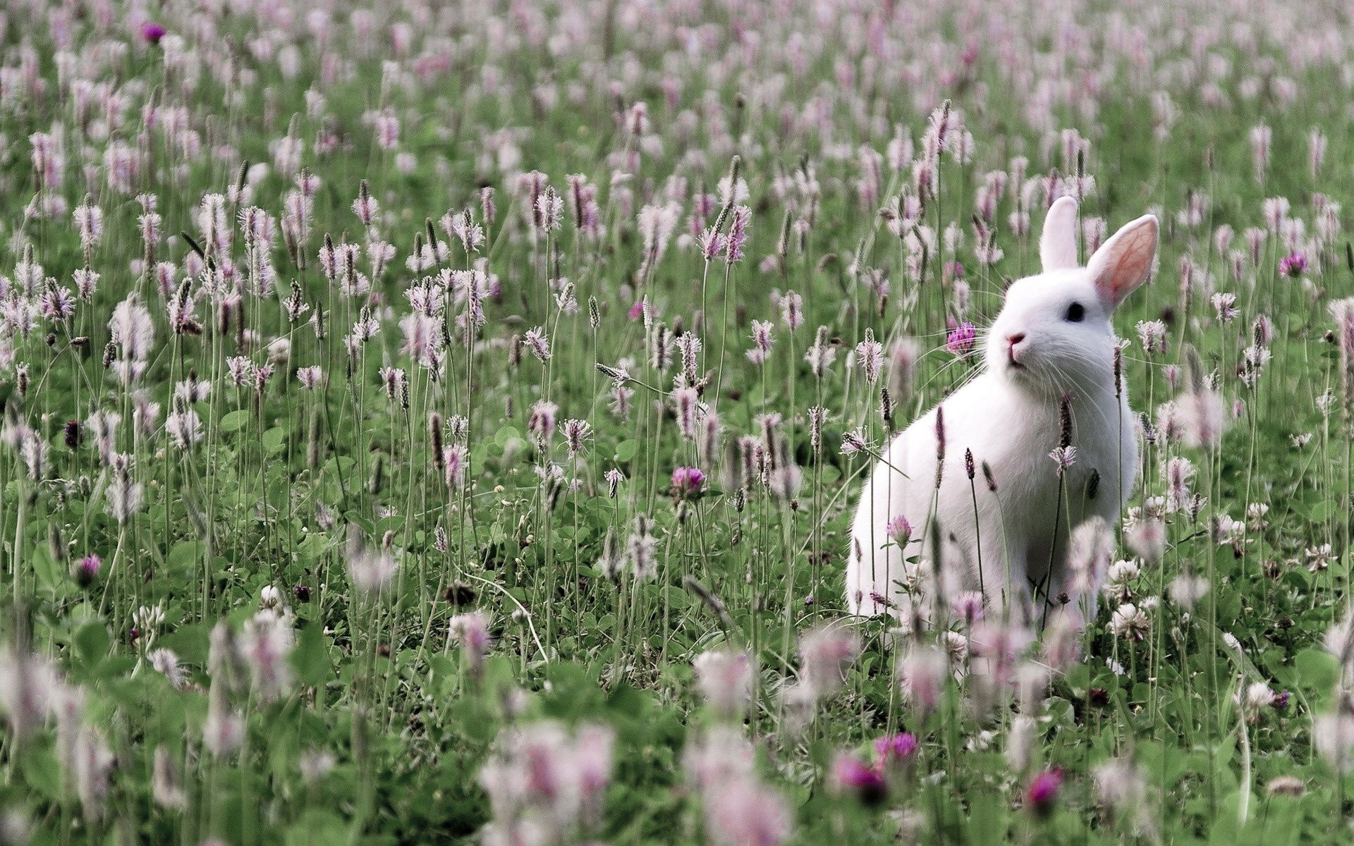Hare in field, Grass and flower, Free HD wallpapers, Animals in nature, 1920x1200 HD Desktop