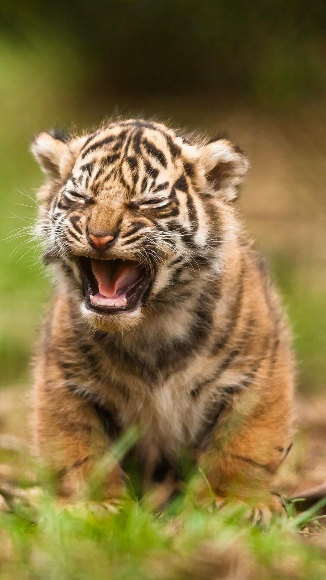 Tiger Cub: Locality and subspecies determine size, color, and stripes. 1080x1920 Full HD Background.