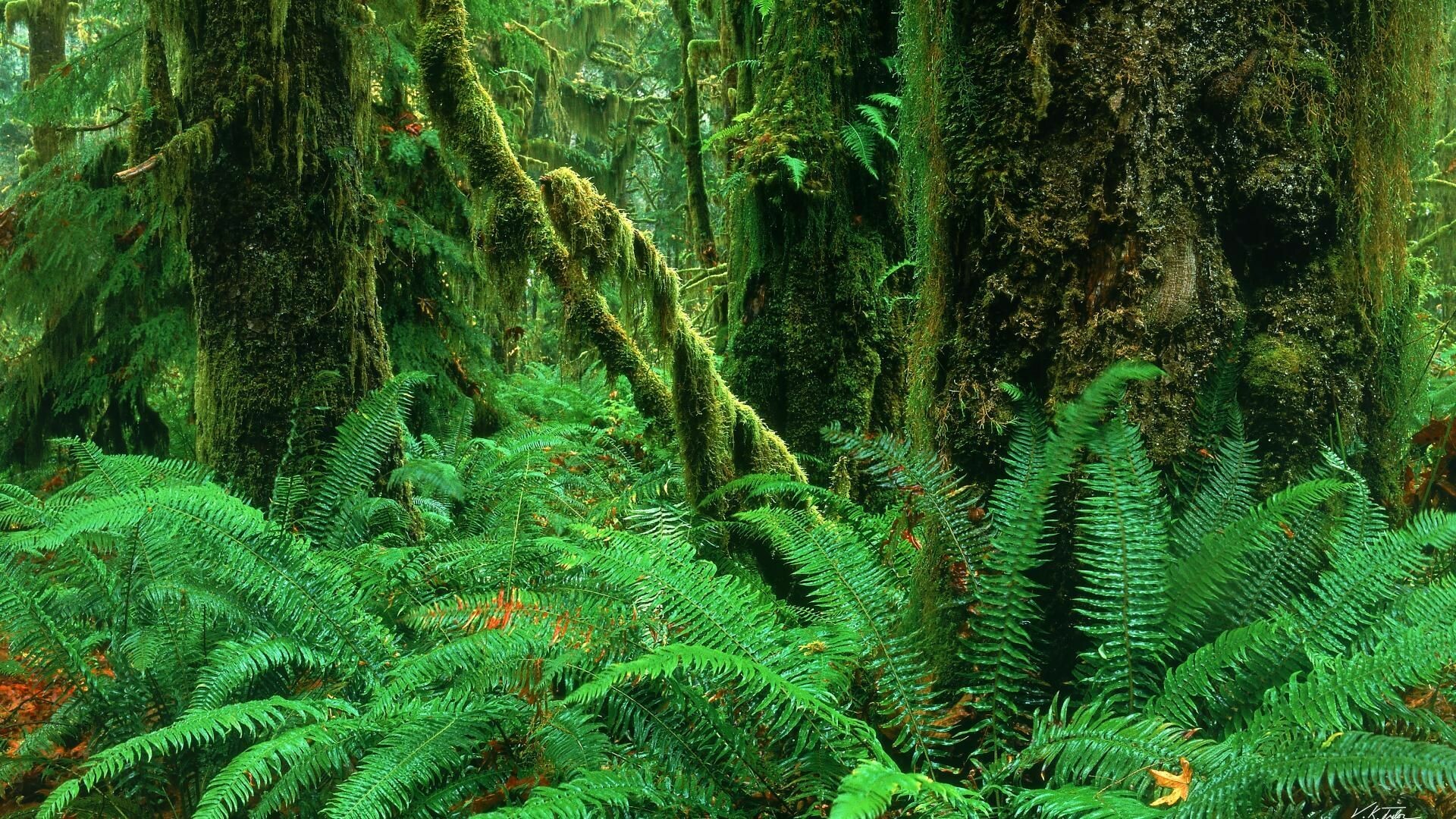 Rainforest: Pacific Northwest Woodland, Flora, Wilderness. 1920x1080 Full HD Background.