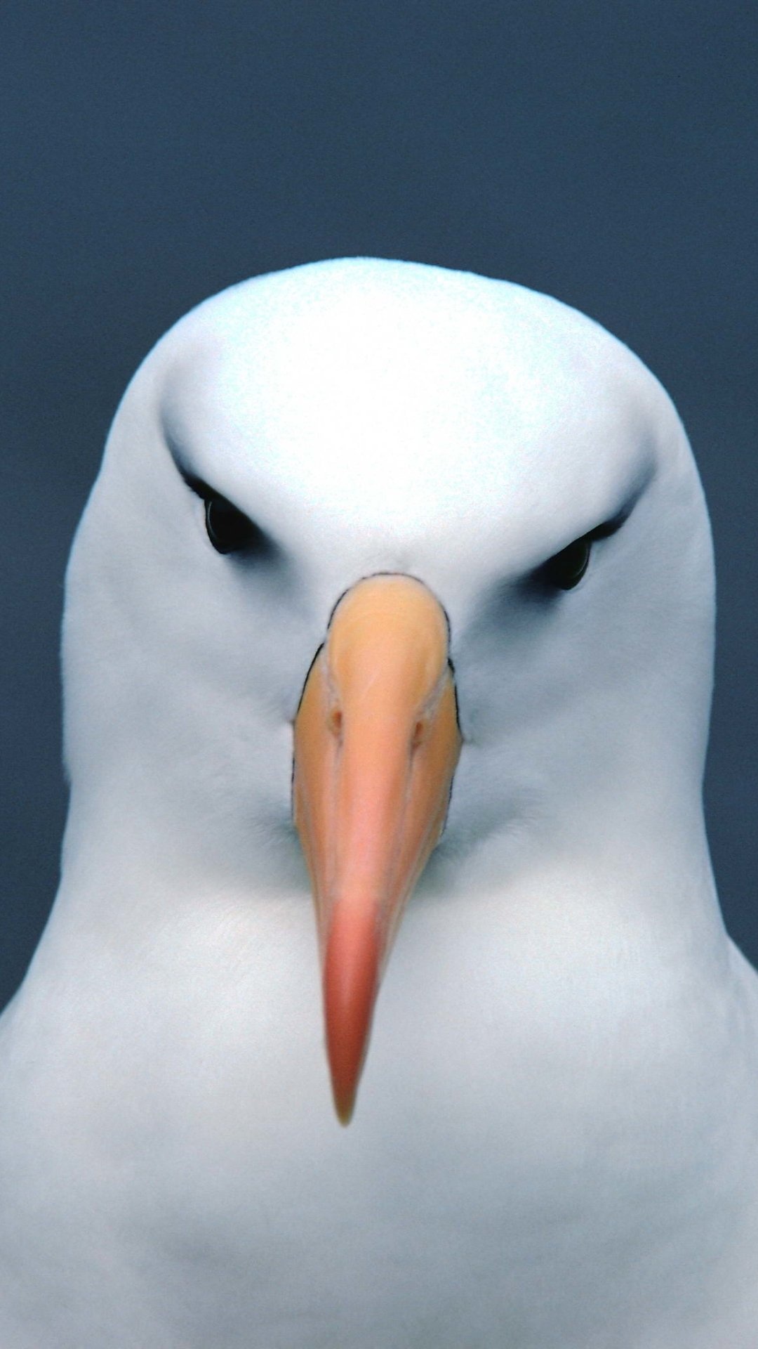 Regal seabird, Albatross in flight, Majestic ocean wanderer, Graceful wing-span, 1080x1920 Full HD Handy
