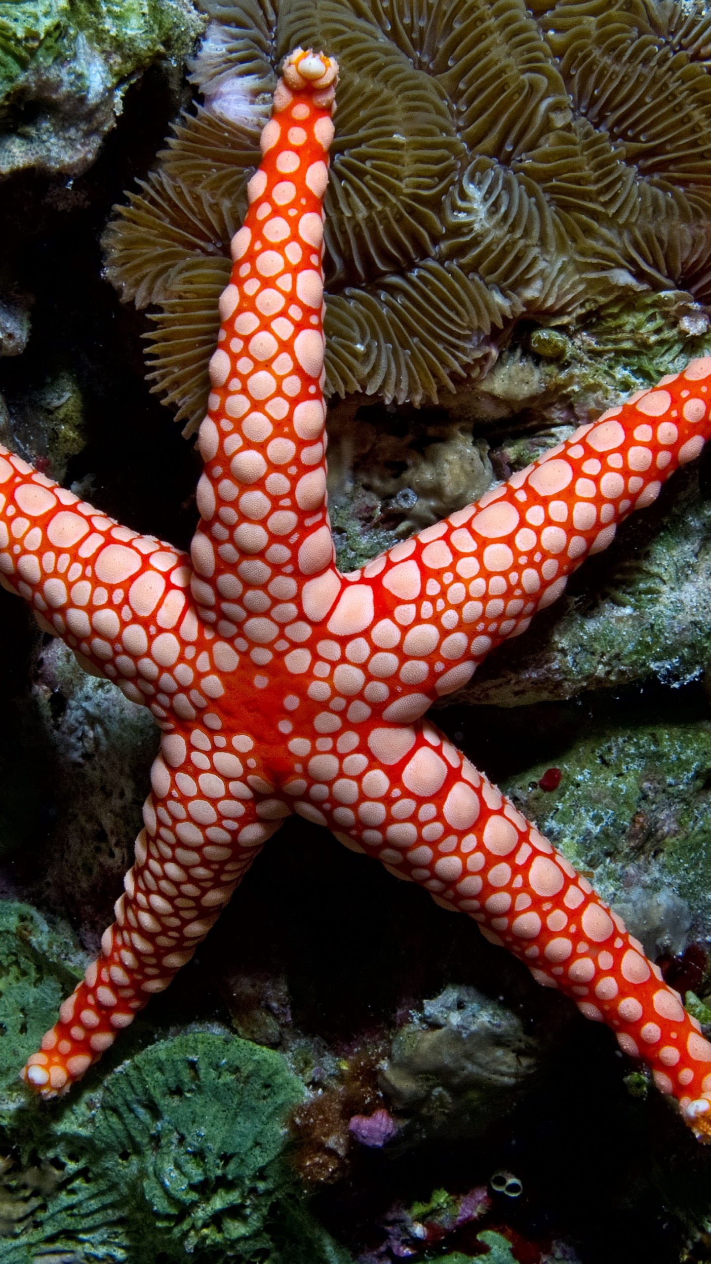 Sea Star: Fromia monilis, Indian Ocean, Underwater, Diving, Coral. 1440x2560 HD Wallpaper.