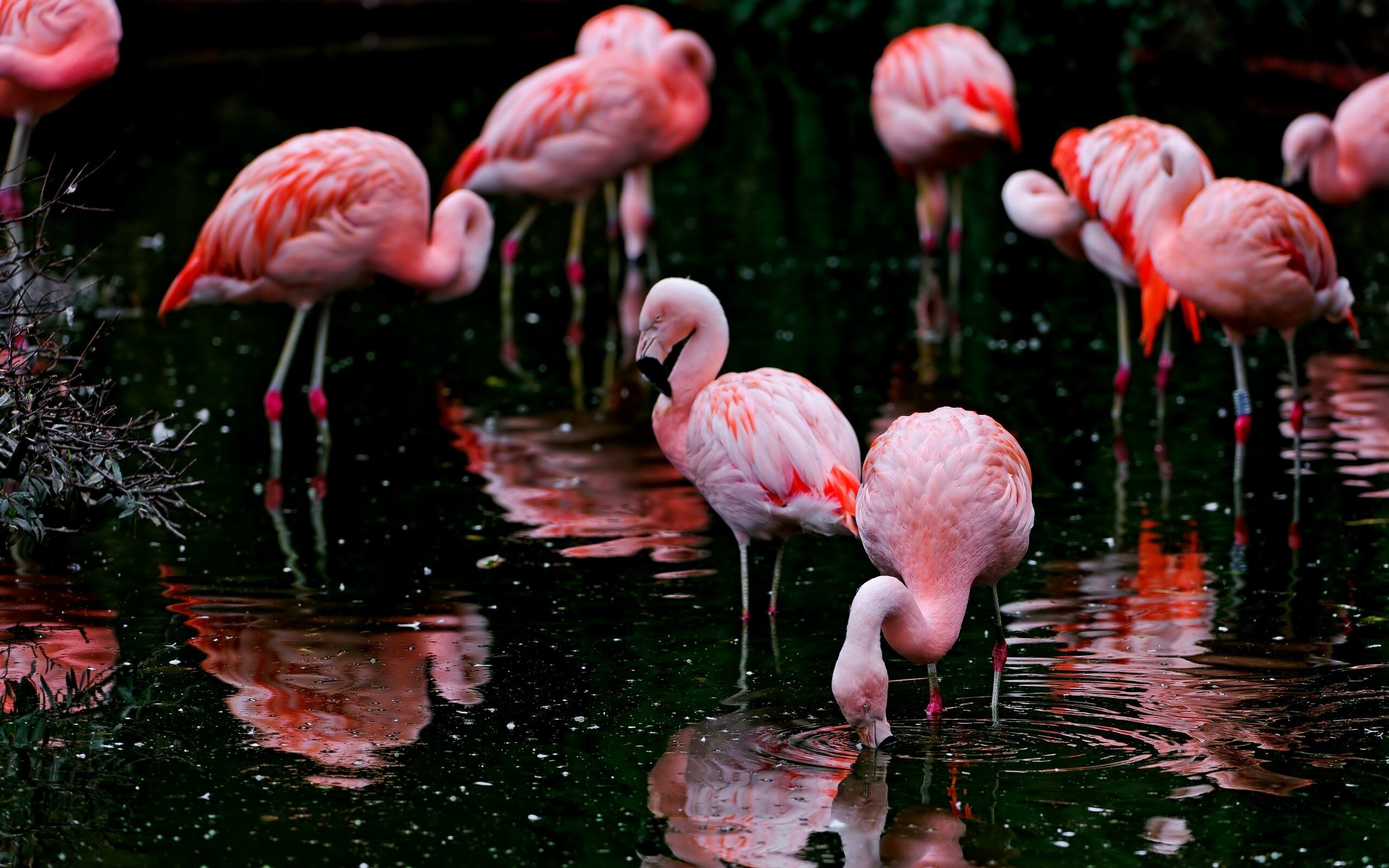 Flamingo: Pink water birds, Live in and around lagoons or lakes. 2560x1600 HD Wallpaper.