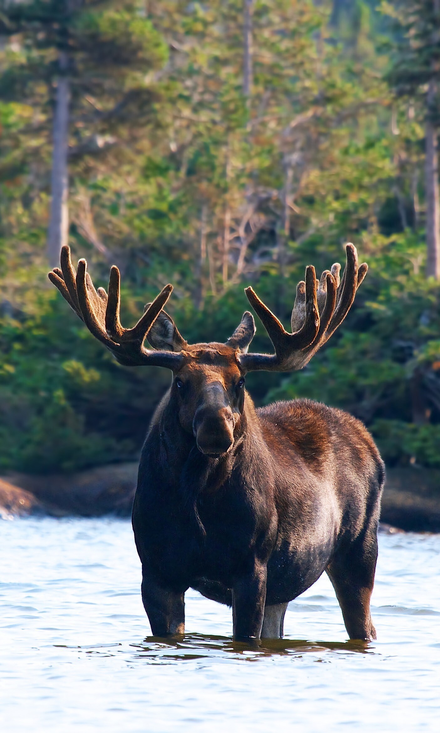 Elk (Animals), Mountain dwellers, Alpine beauty, Strong family bonds, 1410x2340 HD Handy