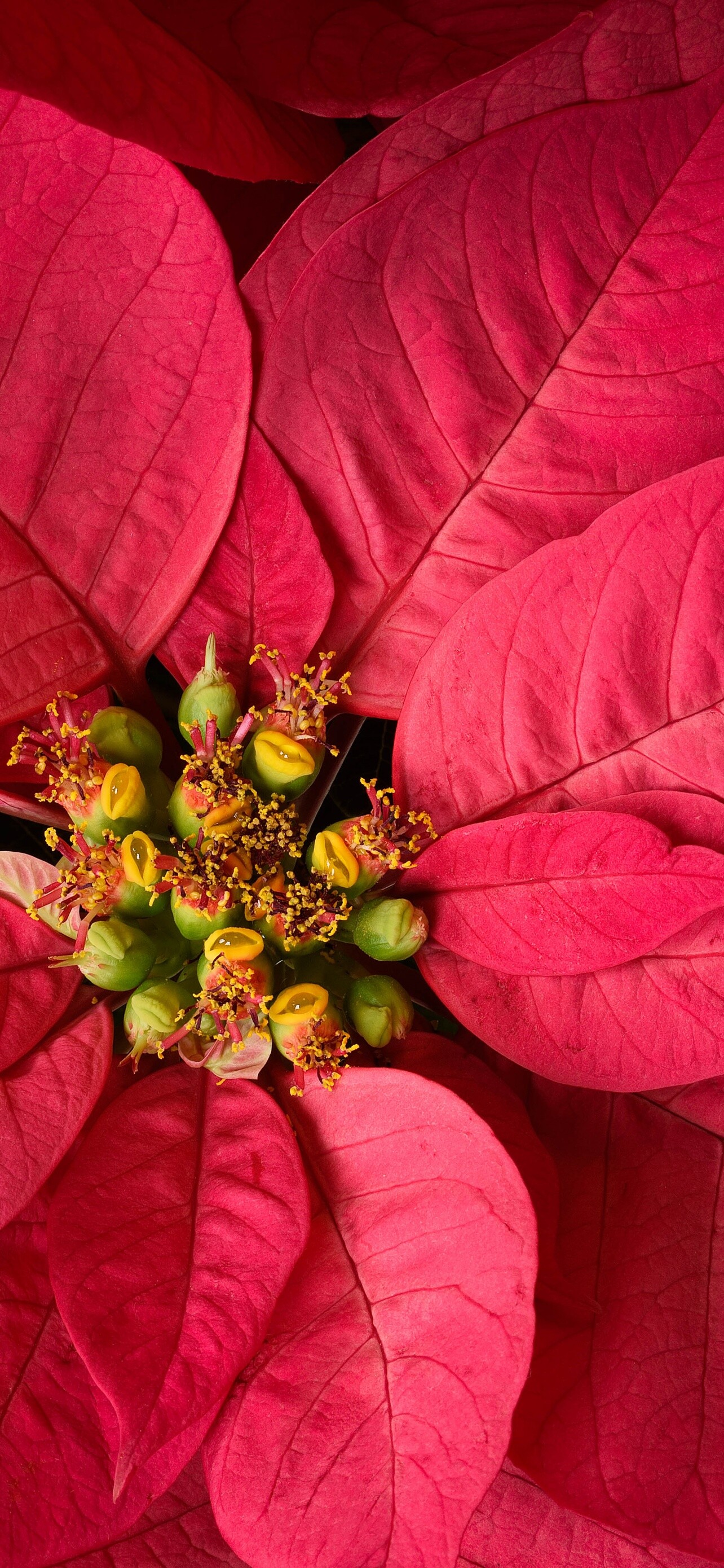 Poinsettia: The world's most economically important potted plant. 1290x2780 HD Wallpaper.