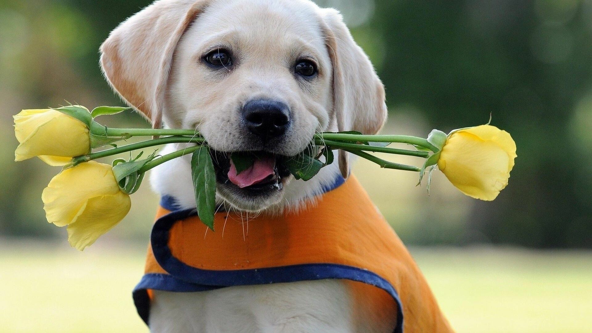 Labrador Retriever: Cute animals, Puppies, The most commonly used breed for guide dogs. 1920x1080 Full HD Wallpaper.