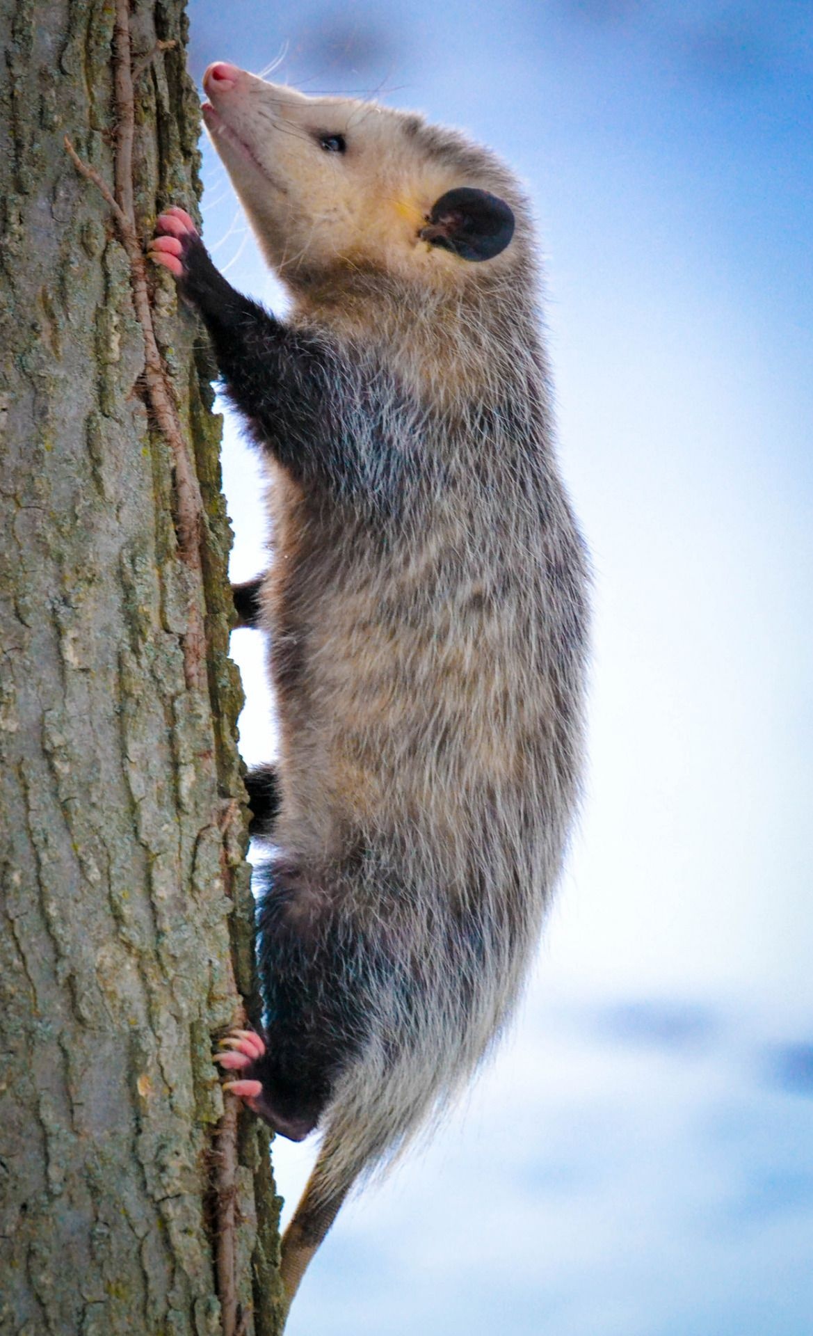 Virginia opossum, Opossum enthusiasts, Fascinating behaviors, Wildlife diversity, 1170x1920 HD Phone