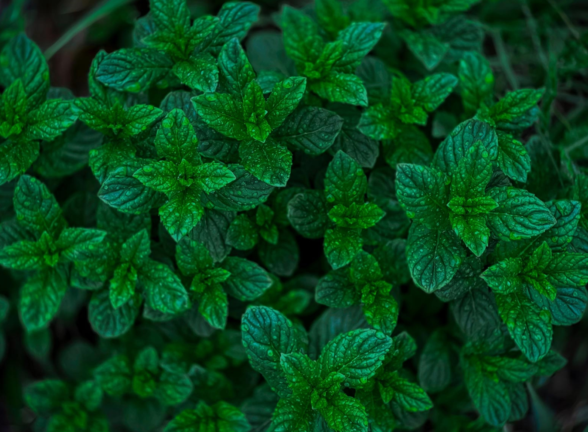 Spearmint spring, Final photo, Refreshing herbs, Seasonal plant, 1920x1420 HD Desktop