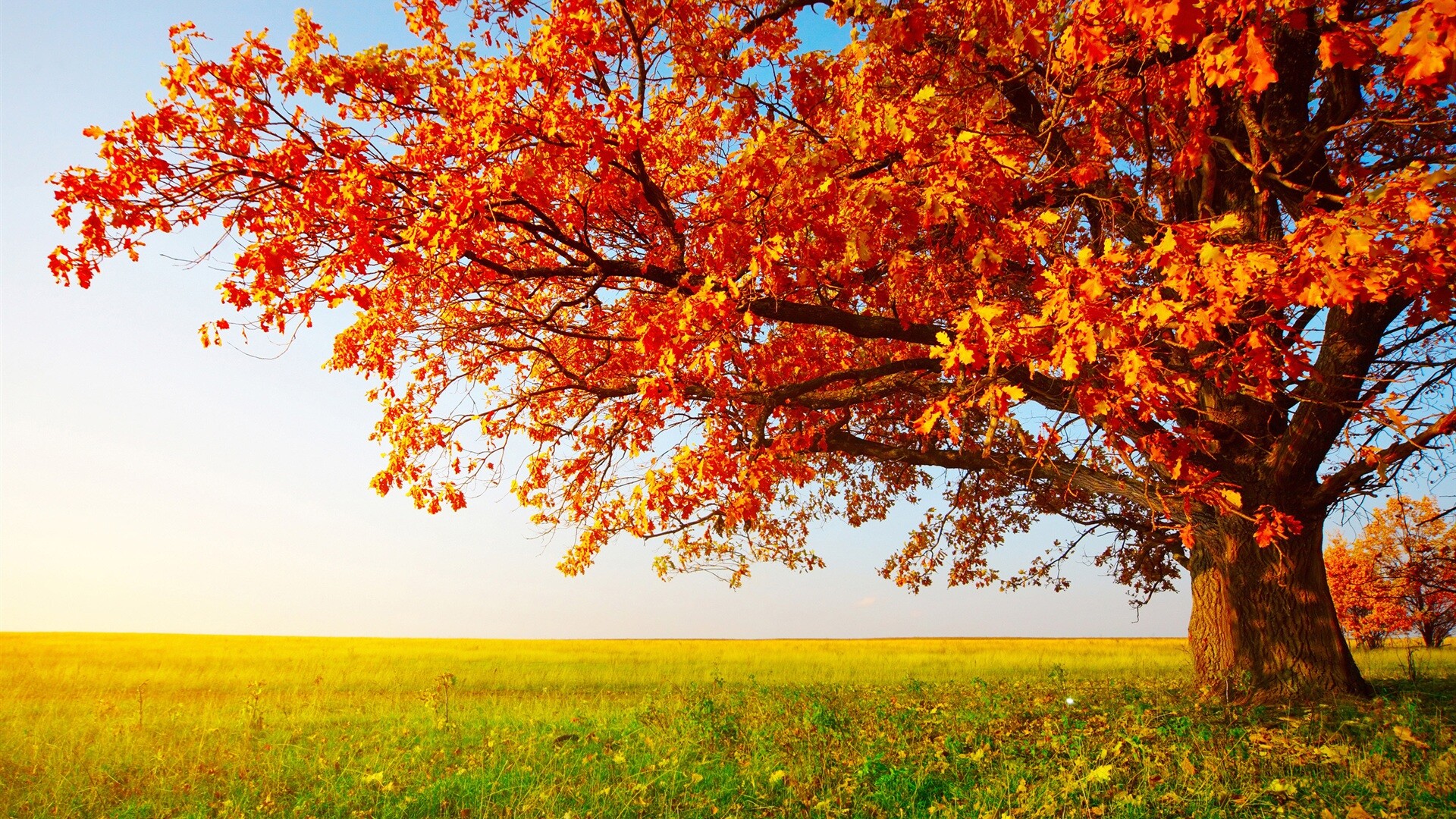 Autumn: Fall beauty, Brightly colored oak leaves. 1920x1080 Full HD Background.