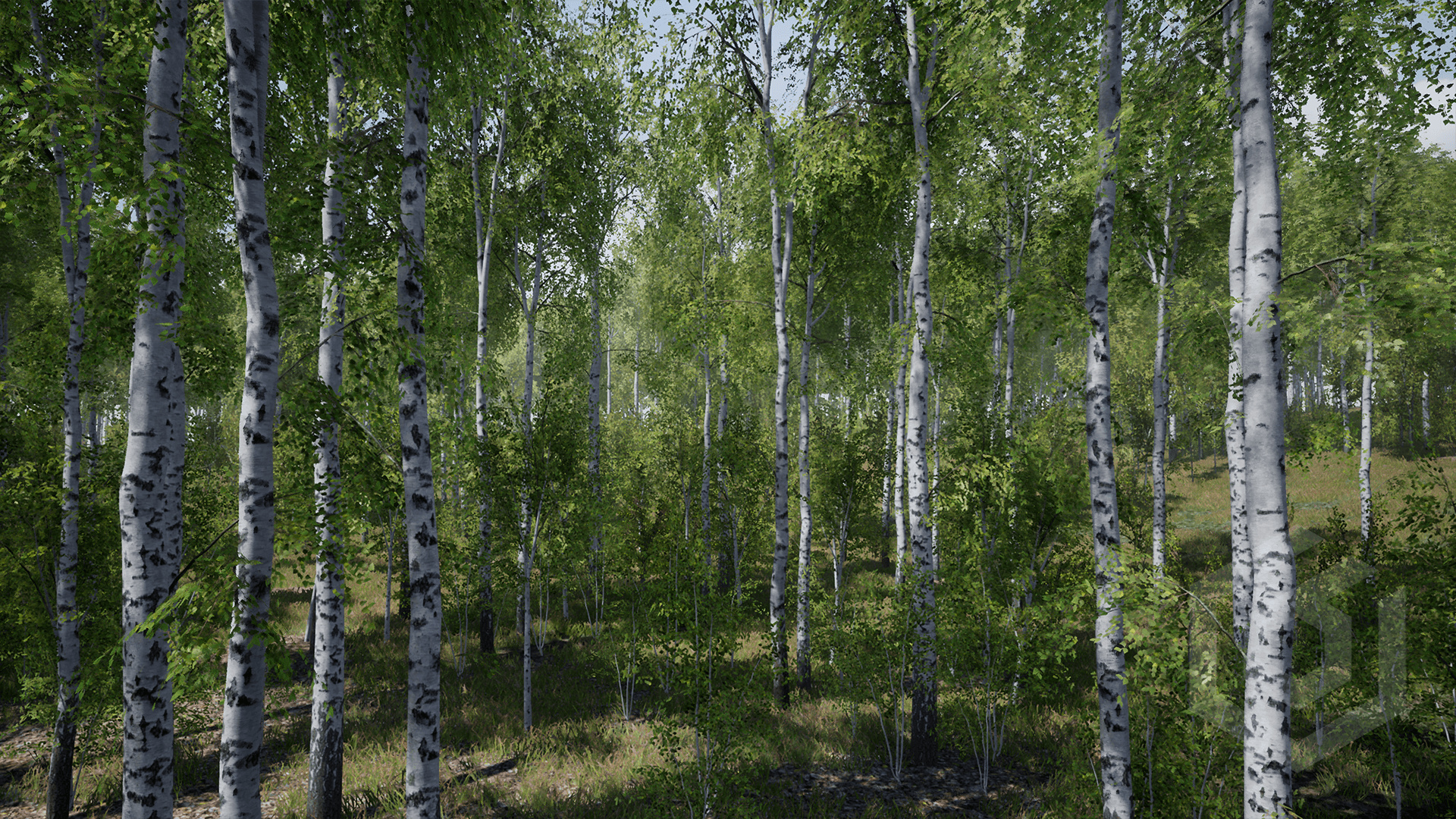 Birch Tree, Trees, Props, UE, 1920x1080 Full HD Desktop