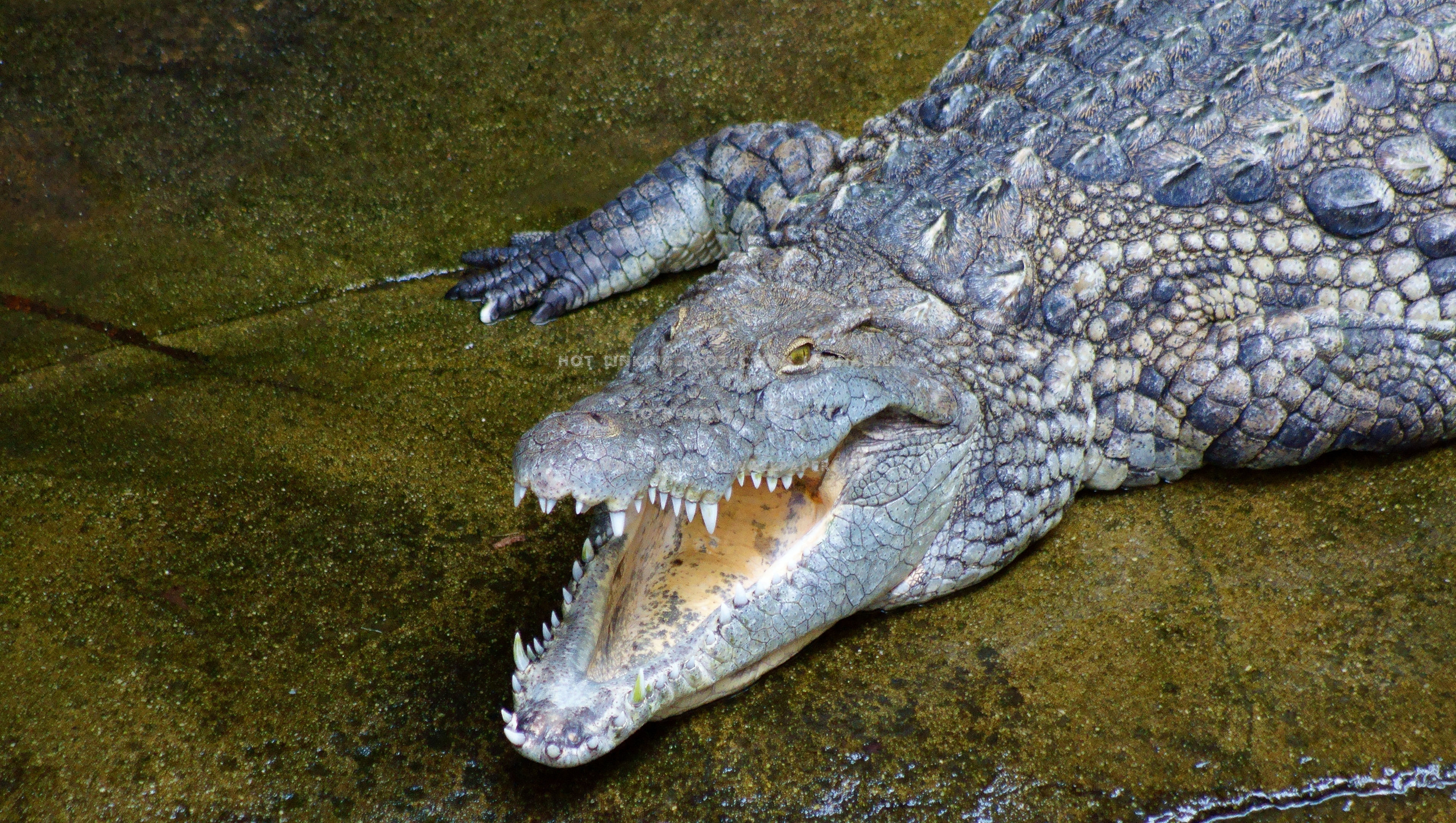 Nile Crocodile, 4K resolution, Kurokodairu, Alligator species, 3820x2160 HD Desktop