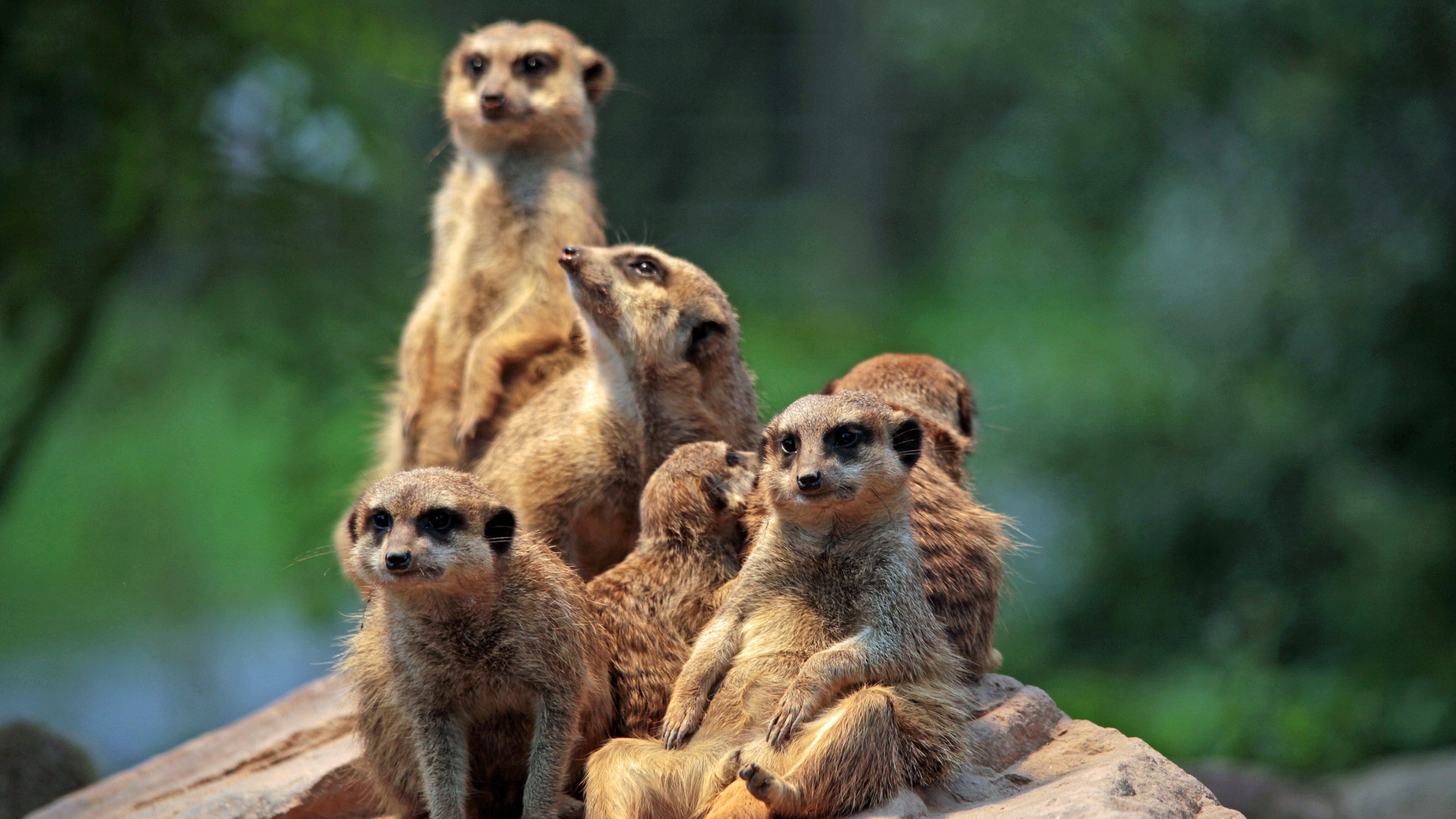 Meerkat family, Zoo wildlife, HD wallpapers, Android background, 3840x2160 4K Desktop