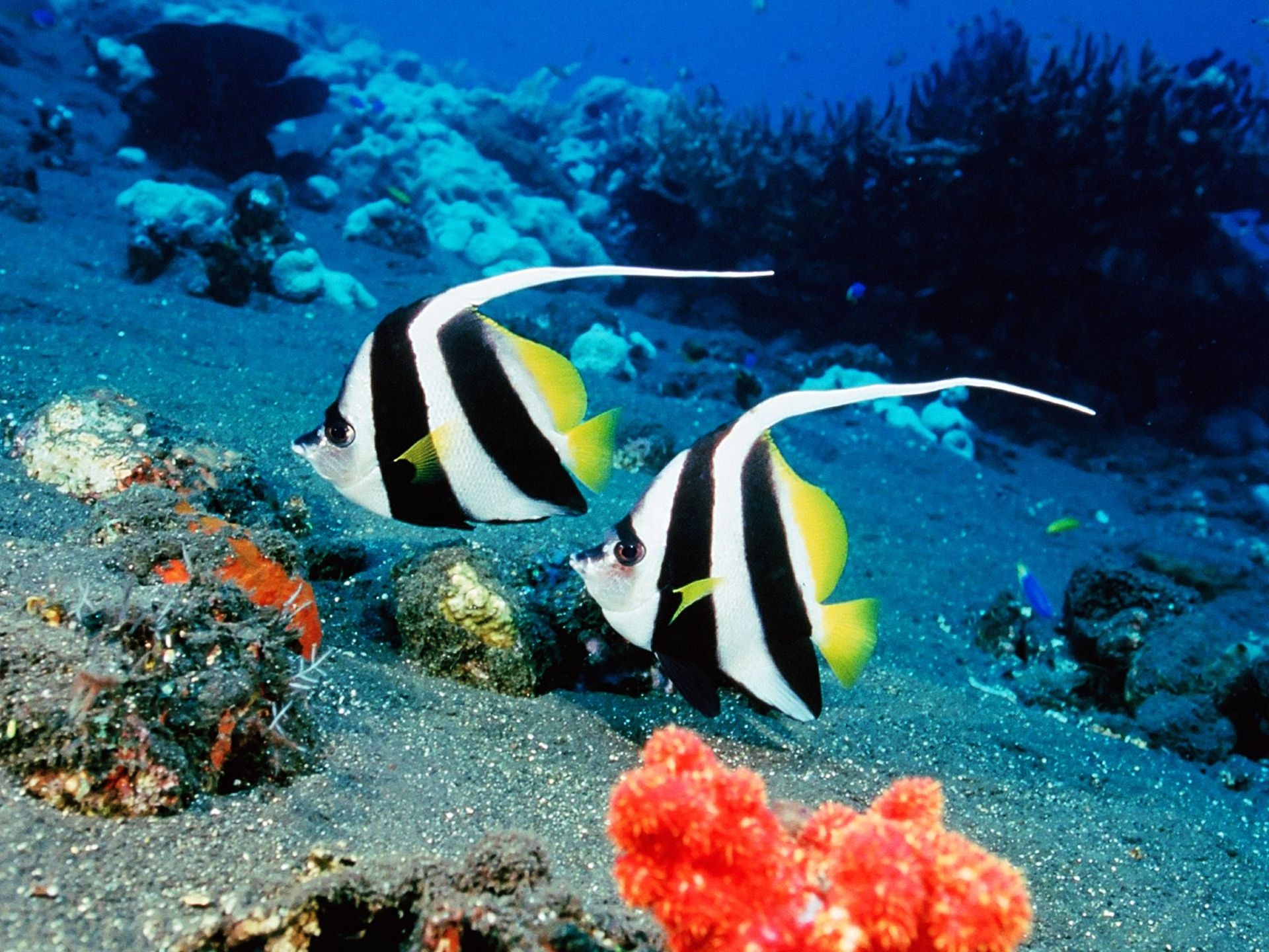Tropical fish, Beautiful photography, Marine life, Breathtaking images, 1920x1440 HD Desktop