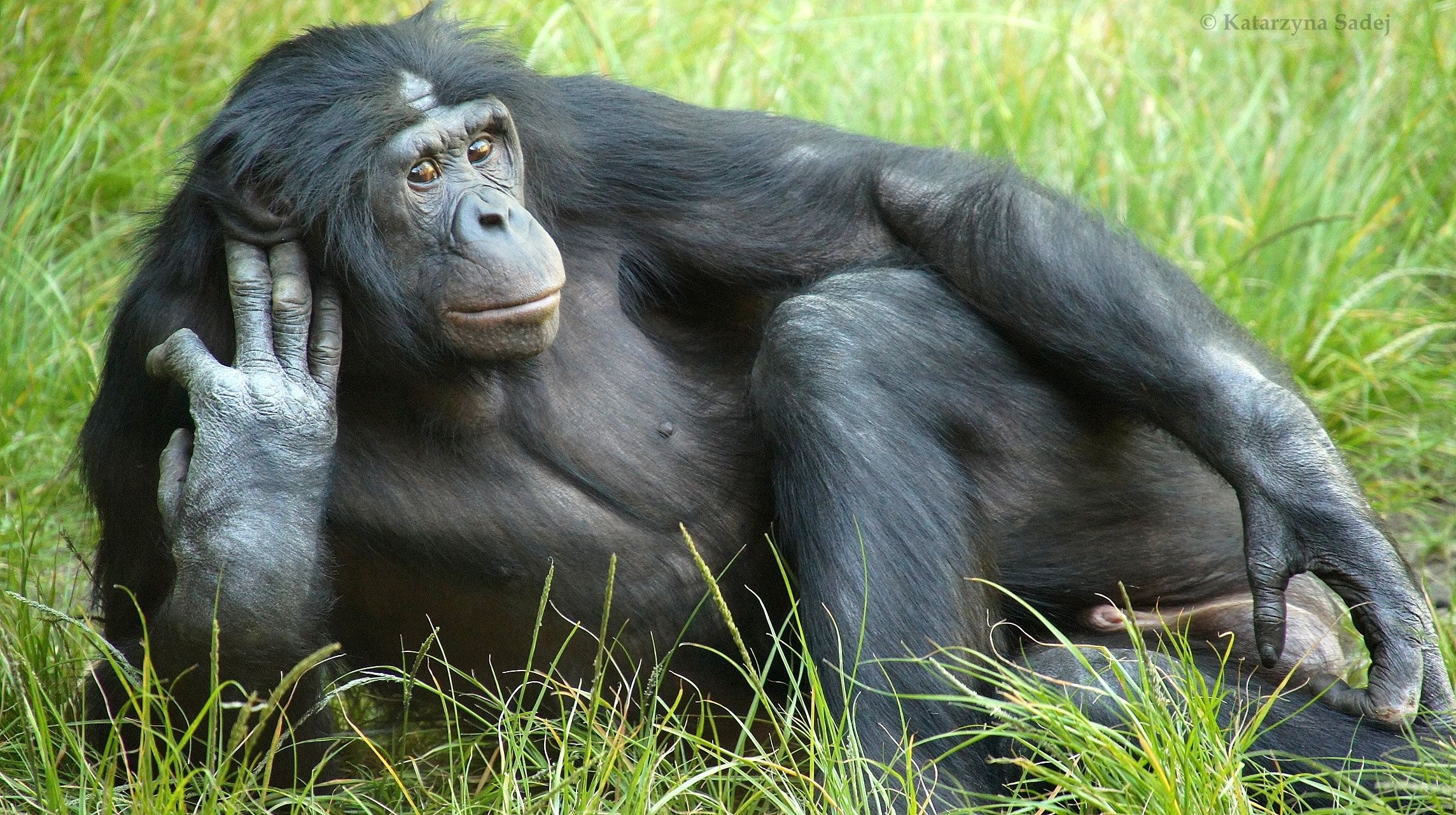 Bonobo, Magnificent male bonobo, San Diego Zoo contender, Great ape photography, 2290x1280 HD Desktop