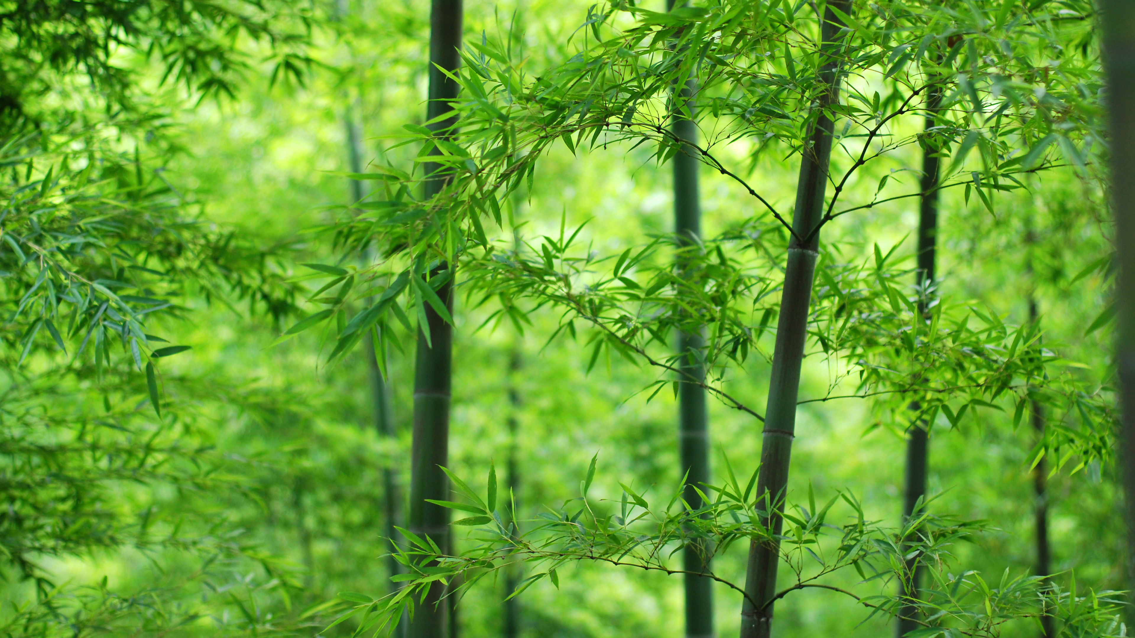 Bamboo: A natural composite material with a high strength-to-weight ratio useful for structures. 3840x2160 4K Wallpaper.