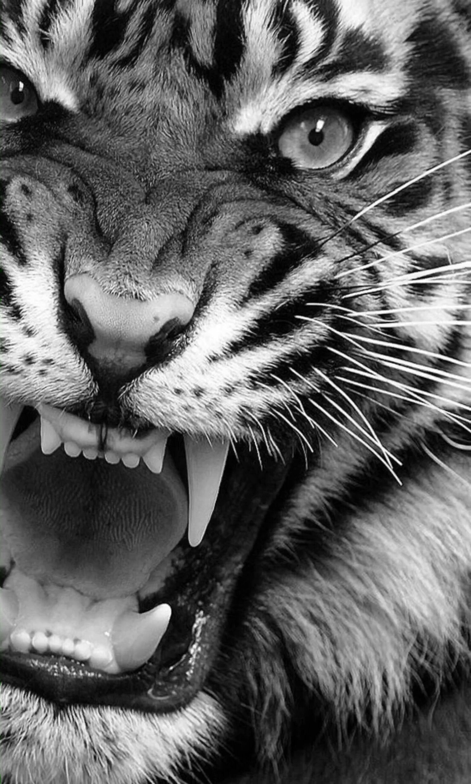 Tiger: Jaw, Carnivore, Black-and-white. 1540x2560 HD Wallpaper.