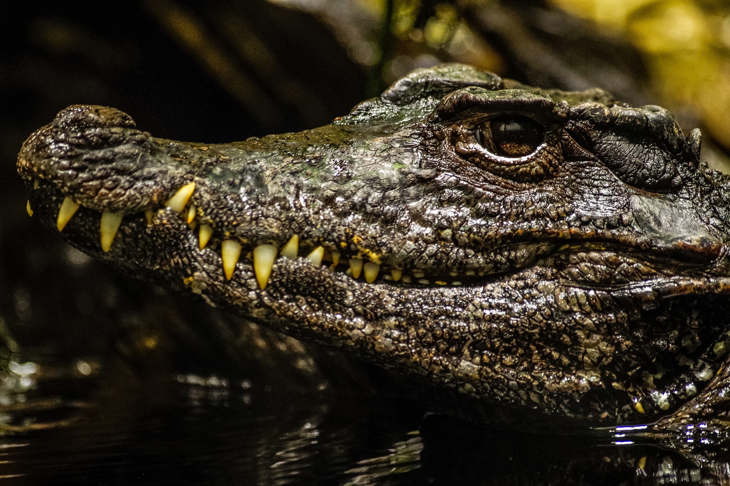 Crocodile: One of the most well-known and fearsome animals in the world, Predator. 2560x1710 HD Wallpaper.