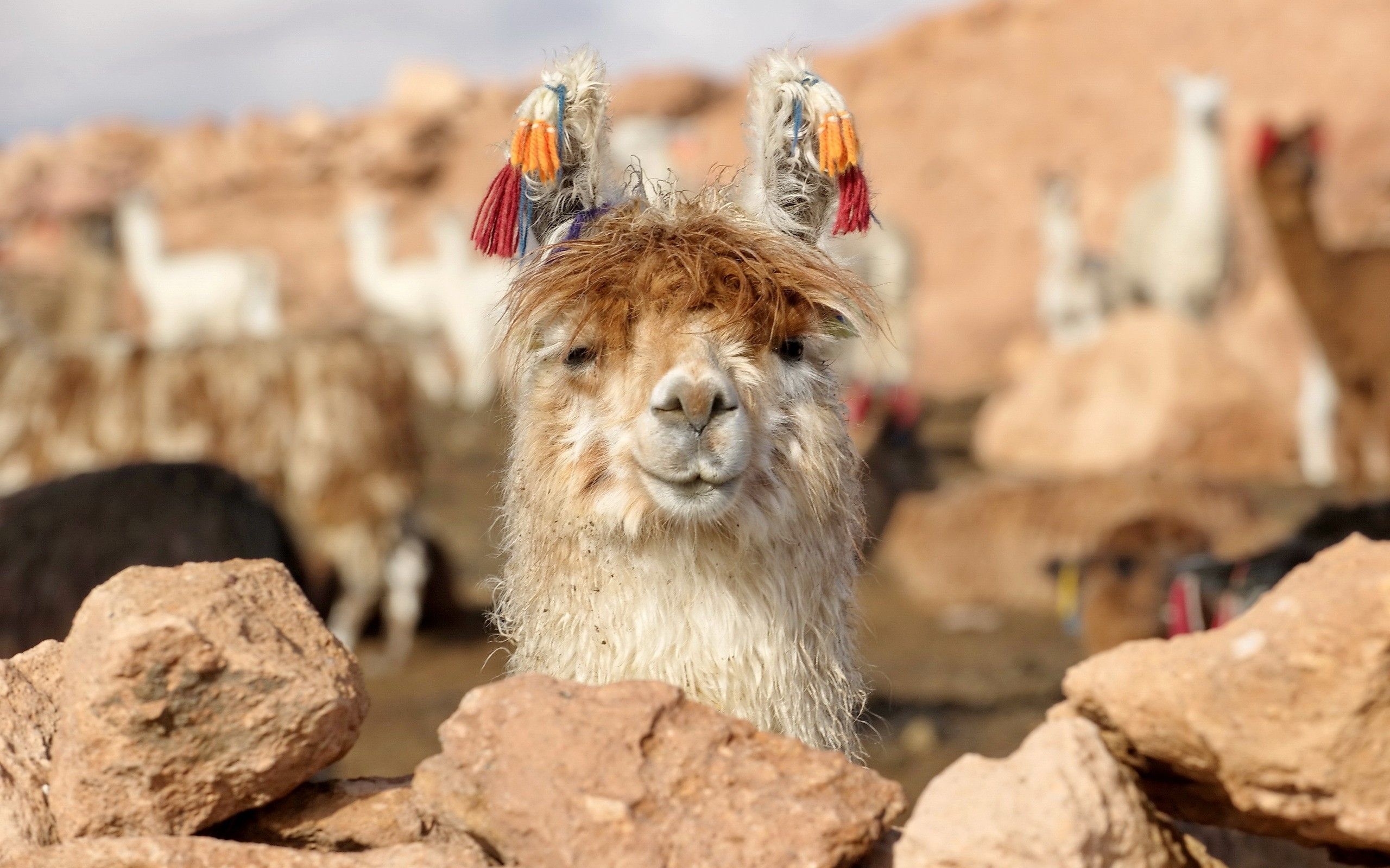 Cute baby llama, Desktop beauties, Wholesome wallpapers, Charming backgrounds, 2560x1600 HD Desktop