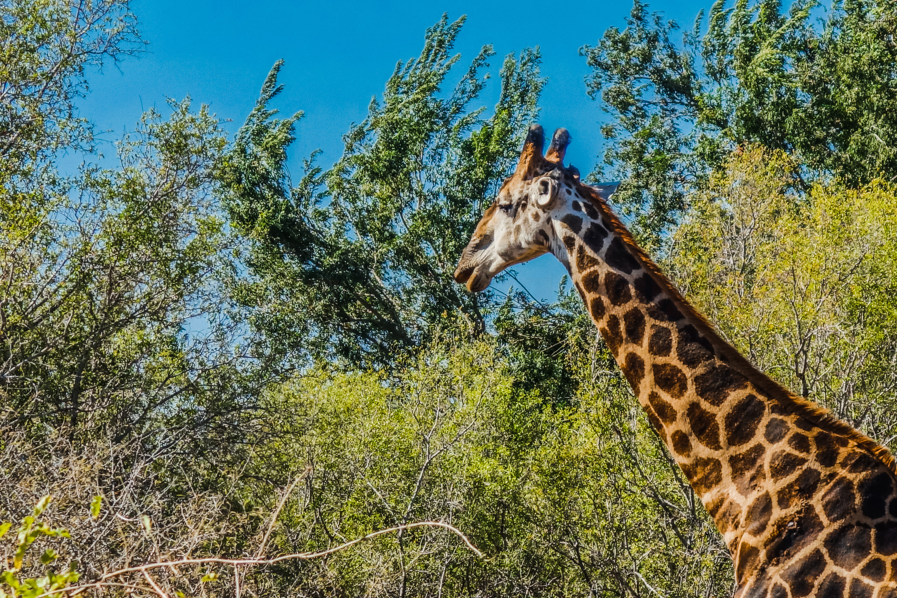 Kruger National Park, Wildlife photography, African wildlife, South African adventure, 2900x1940 HD Desktop