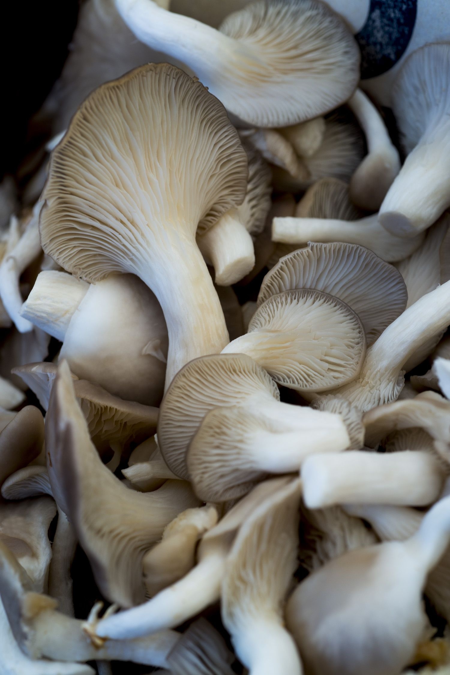 Oyster mushrooms, Magical fungi, Nature's wonders, Fungal kingdom, 1500x2250 HD Phone