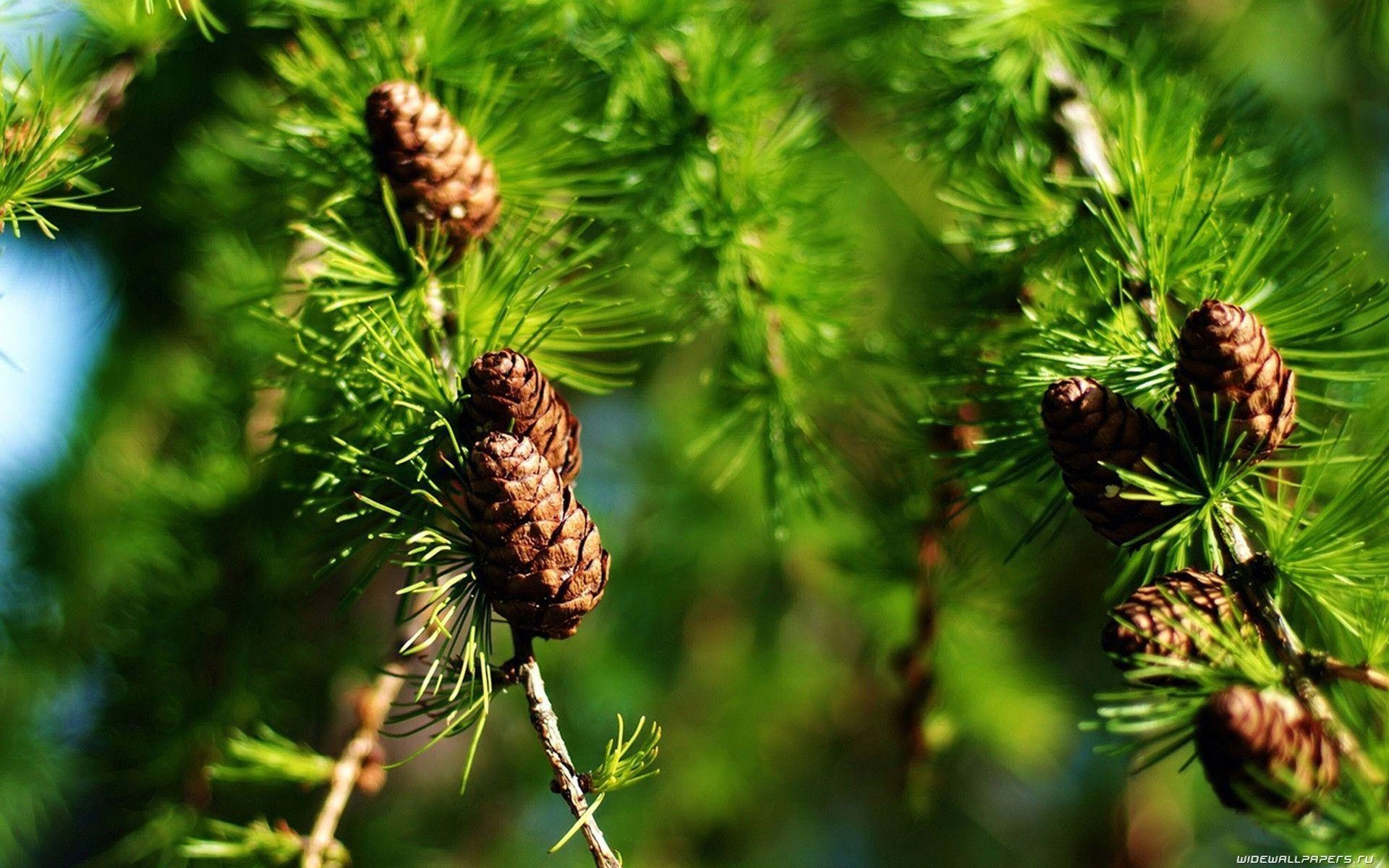Pine tree wallpapers, Diverse tree images, Nature's tapestry, Woodland beauty, 1920x1200 HD Desktop