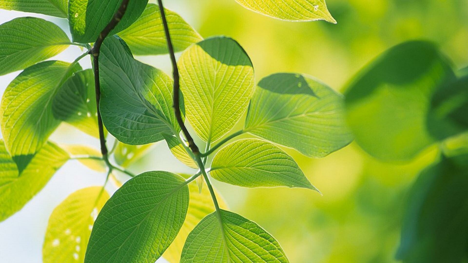 Leaves: Chlorophyll, Light shining through green foliage, Photosynthesis. 1920x1080 Full HD Wallpaper.
