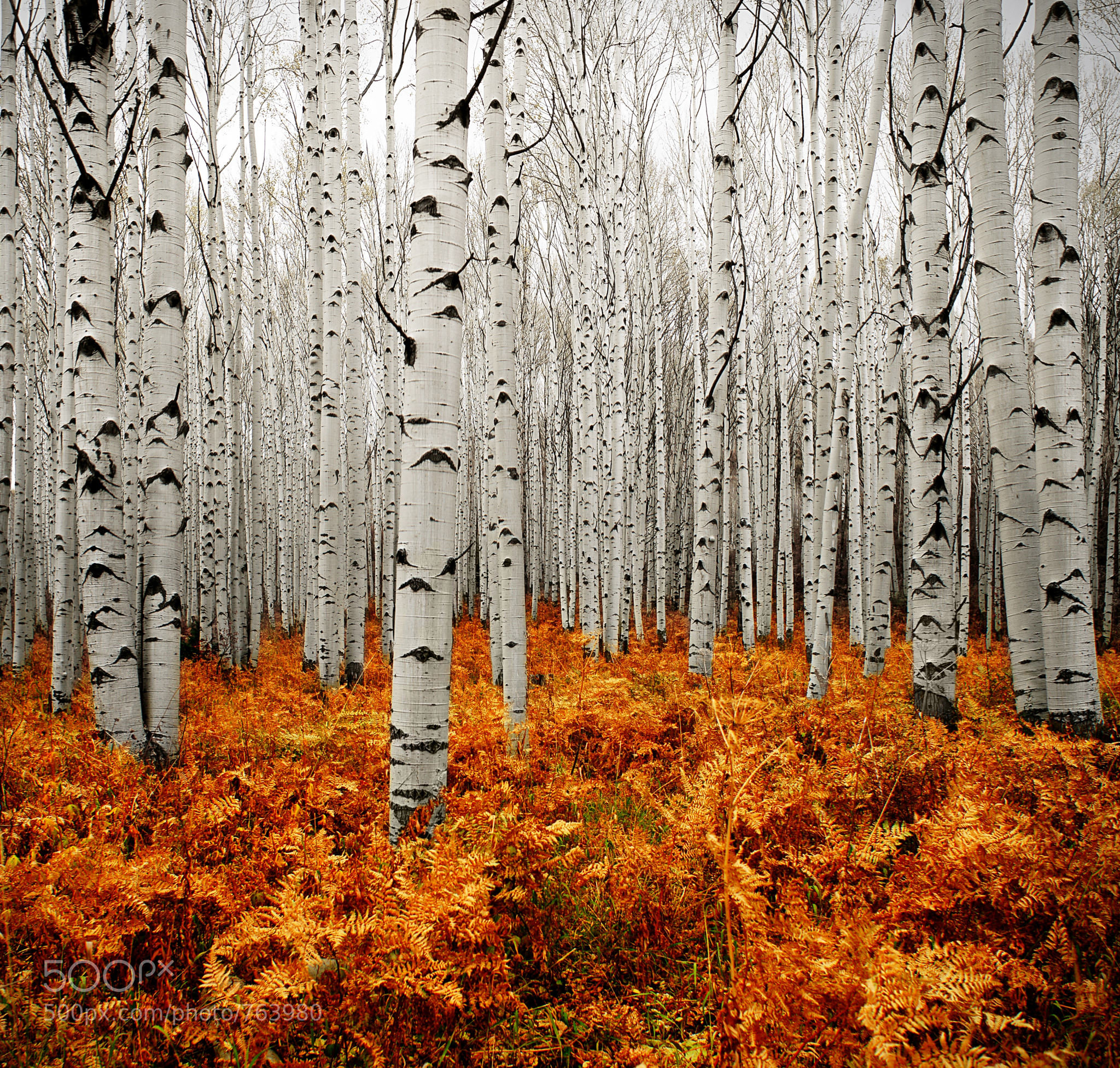 Aspen trees in Colorado, Serene majesty, Nature's sanctuary, Timeless allure, 2050x1960 HD Desktop