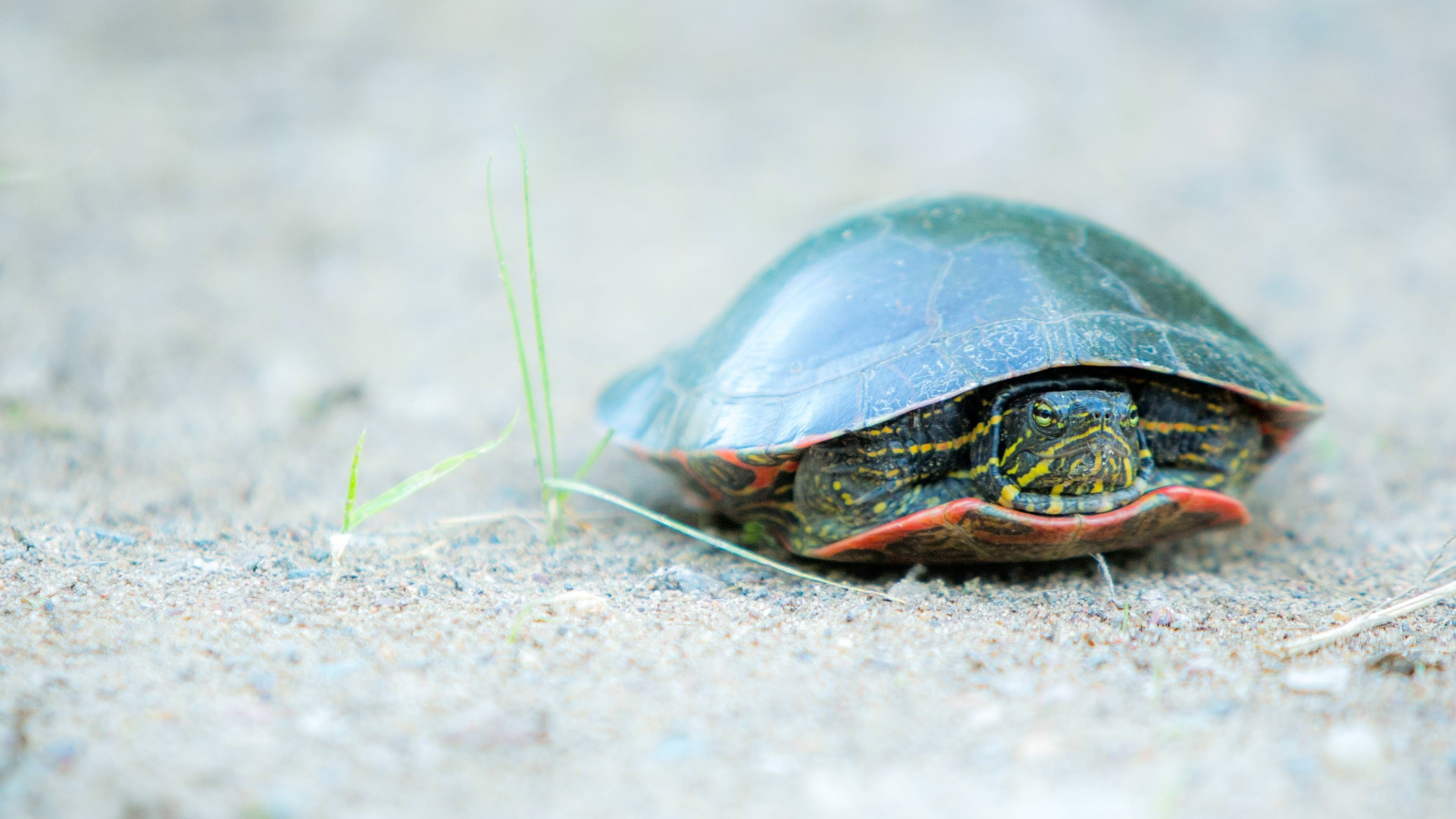 Turtle: The species include land-dwelling tortoises and freshwater terrapins. 3840x2160 4K Background.