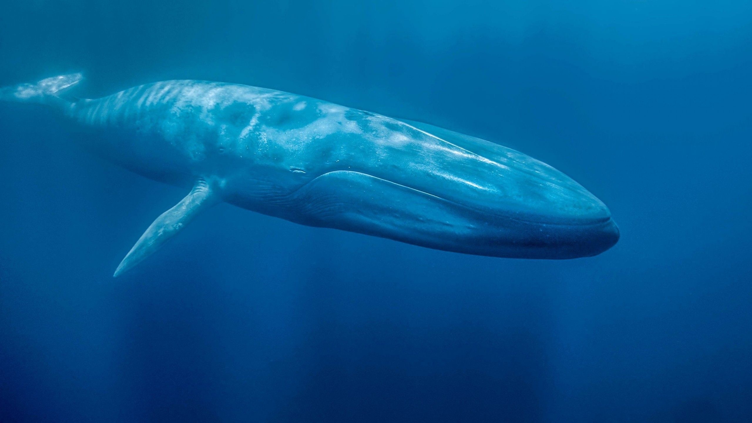 Blue Whale, Whale wallpapers, 4k HD backgrounds, 2560x1440 HD Desktop