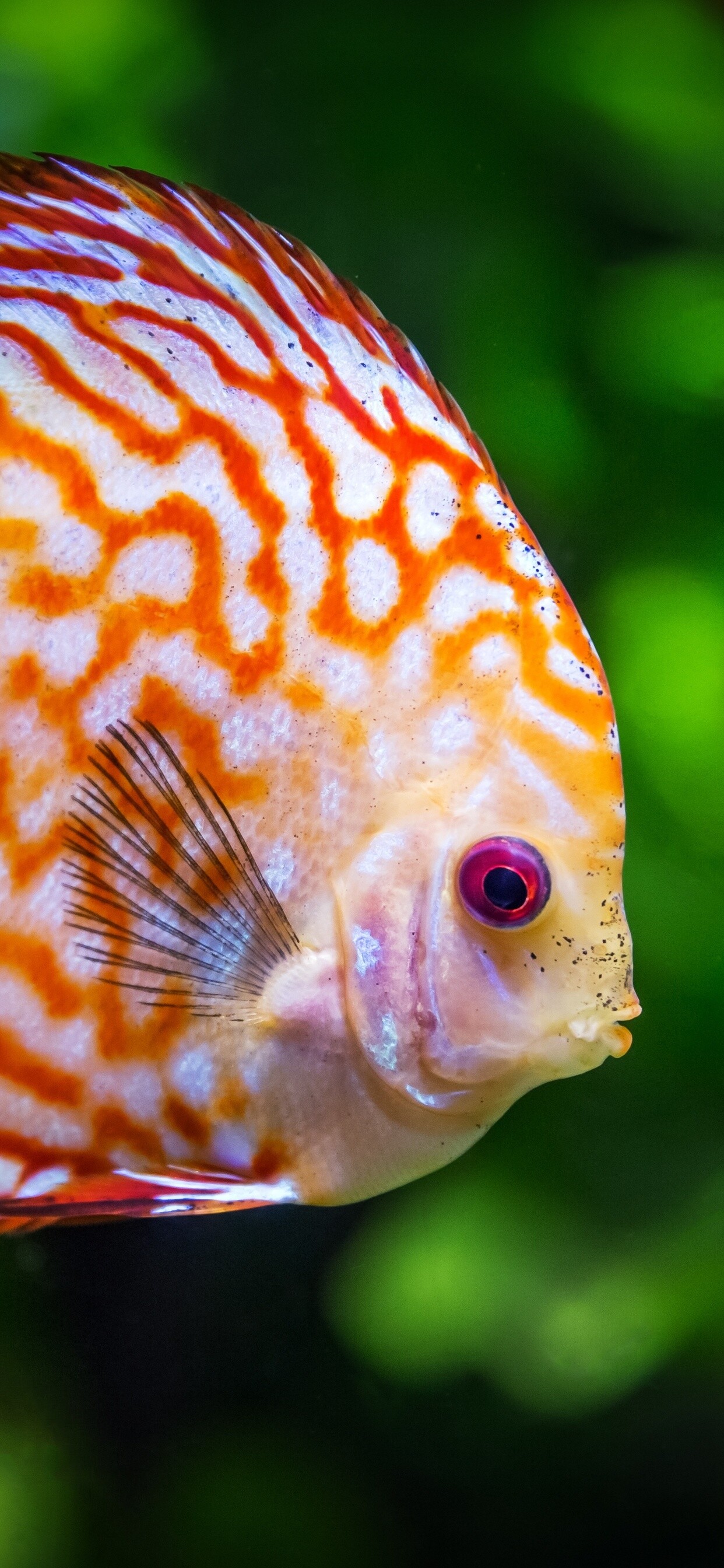 Fish: Discus, A species of cichlid native to the Amazon Basin. 1250x2690 HD Wallpaper.
