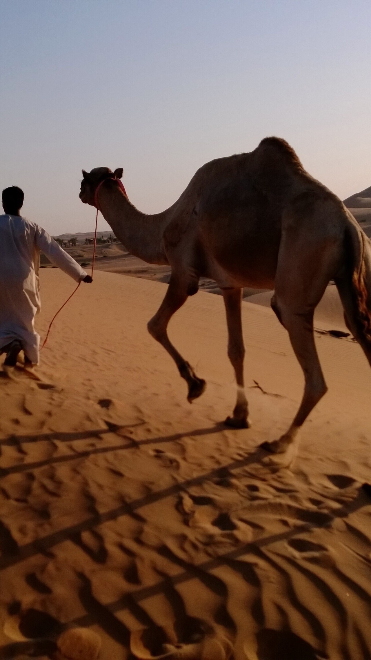 Mobile wallpaper, Desert life, Relaxing vibes, Camel appreciation, 1280x2280 HD Handy