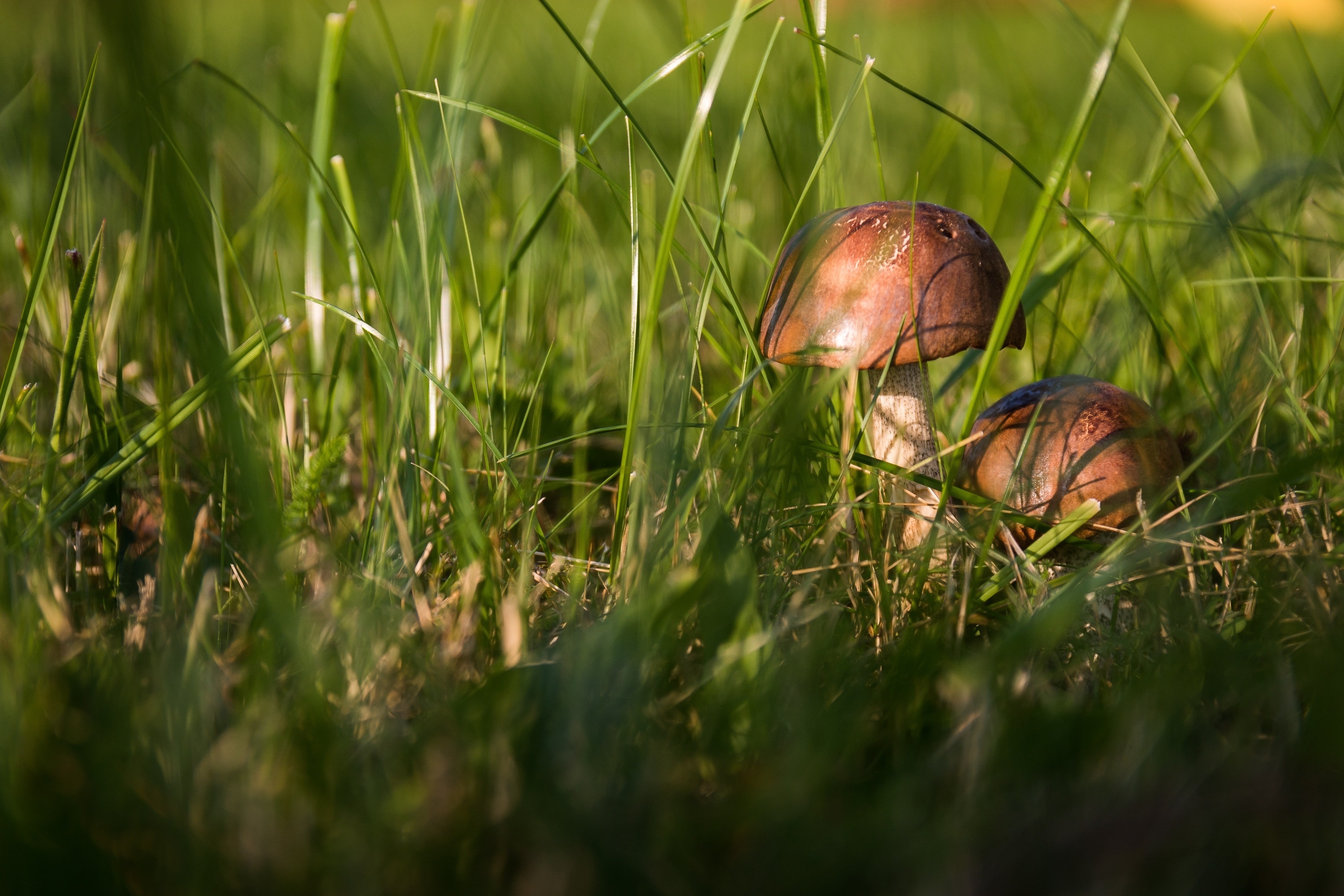 Cocks mushrooms, Food and drink, Free image, Collection, 3000x2000 HD Desktop