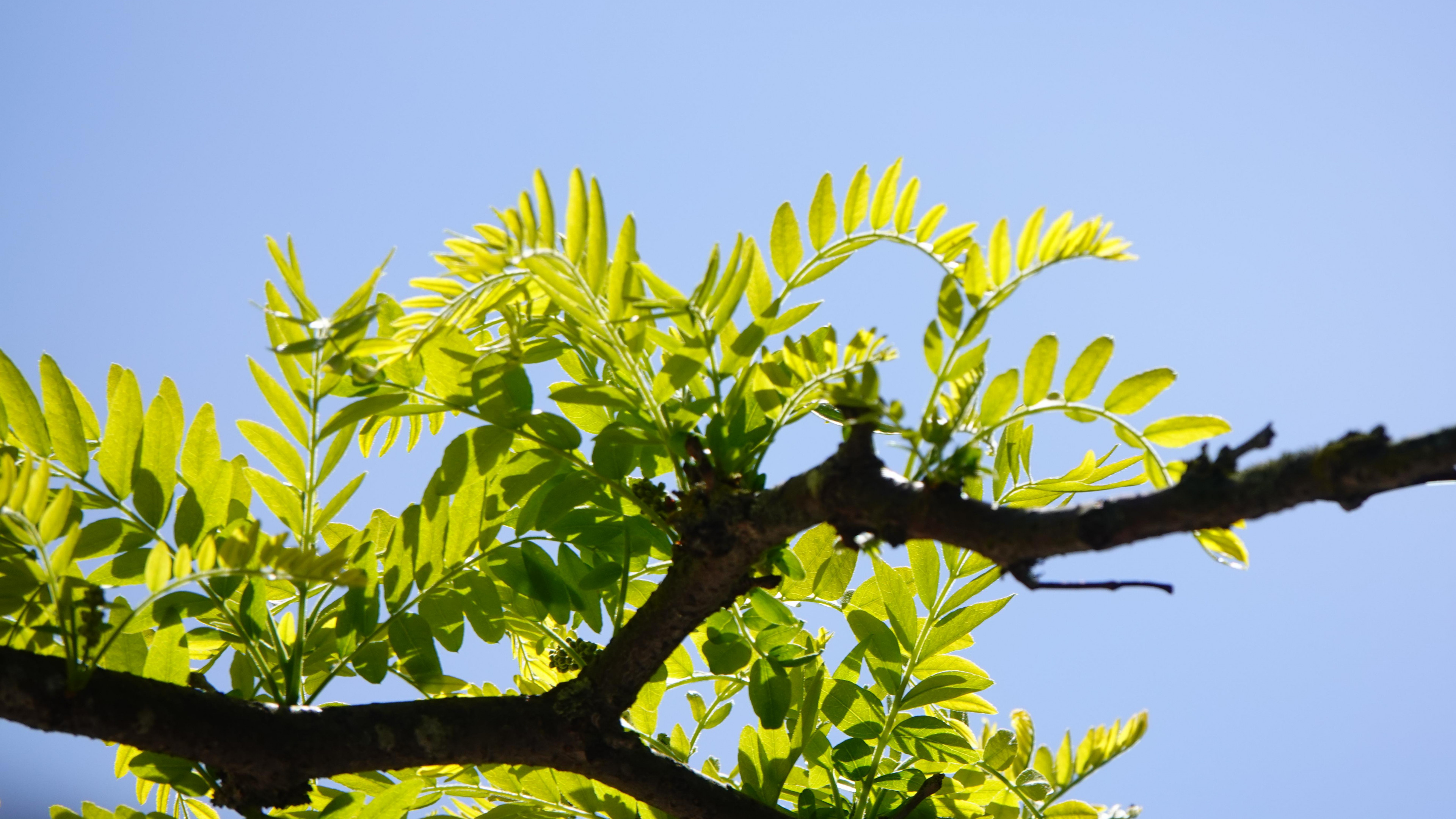 Tree branch leaves, Macro photography, Green beauty, Nature's art, 3840x2160 4K Desktop