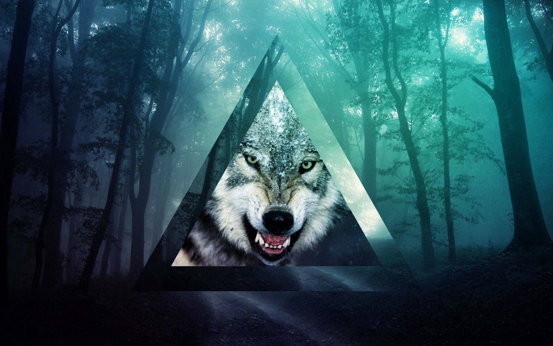 Wolf: Wolves communicate using vocalizations, body postures, scent, touch, and taste. 1920x1200 HD Wallpaper.