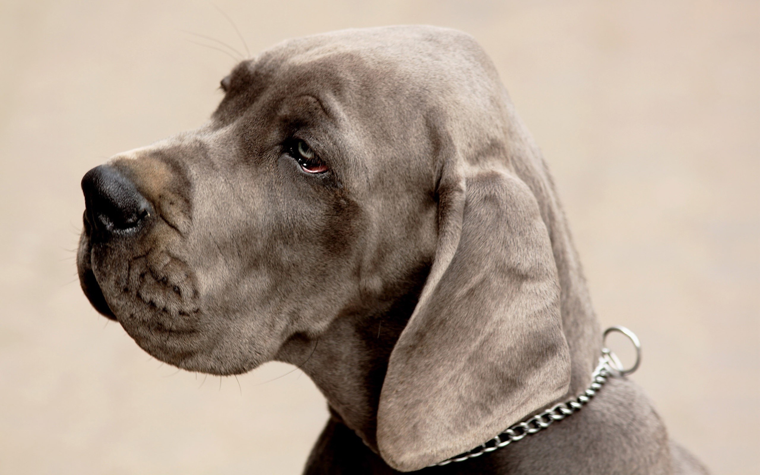 Great Dane: German mastiff, The Great Dane Club of America, GDCA, A wonderful family dog. 2560x1600 HD Background.