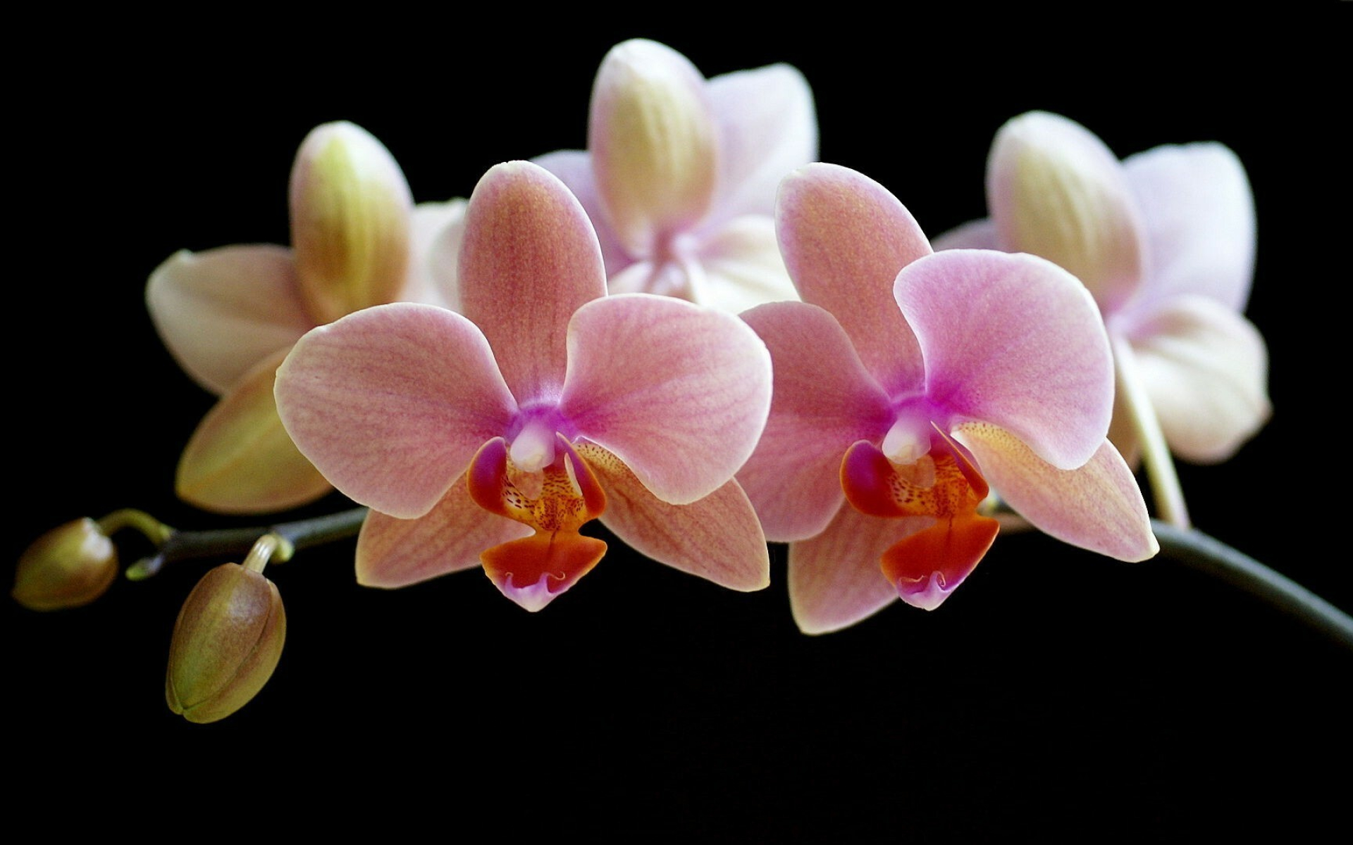 Orchid: Some of the most commonly grown houseplants, Flower. 1920x1200 HD Wallpaper.