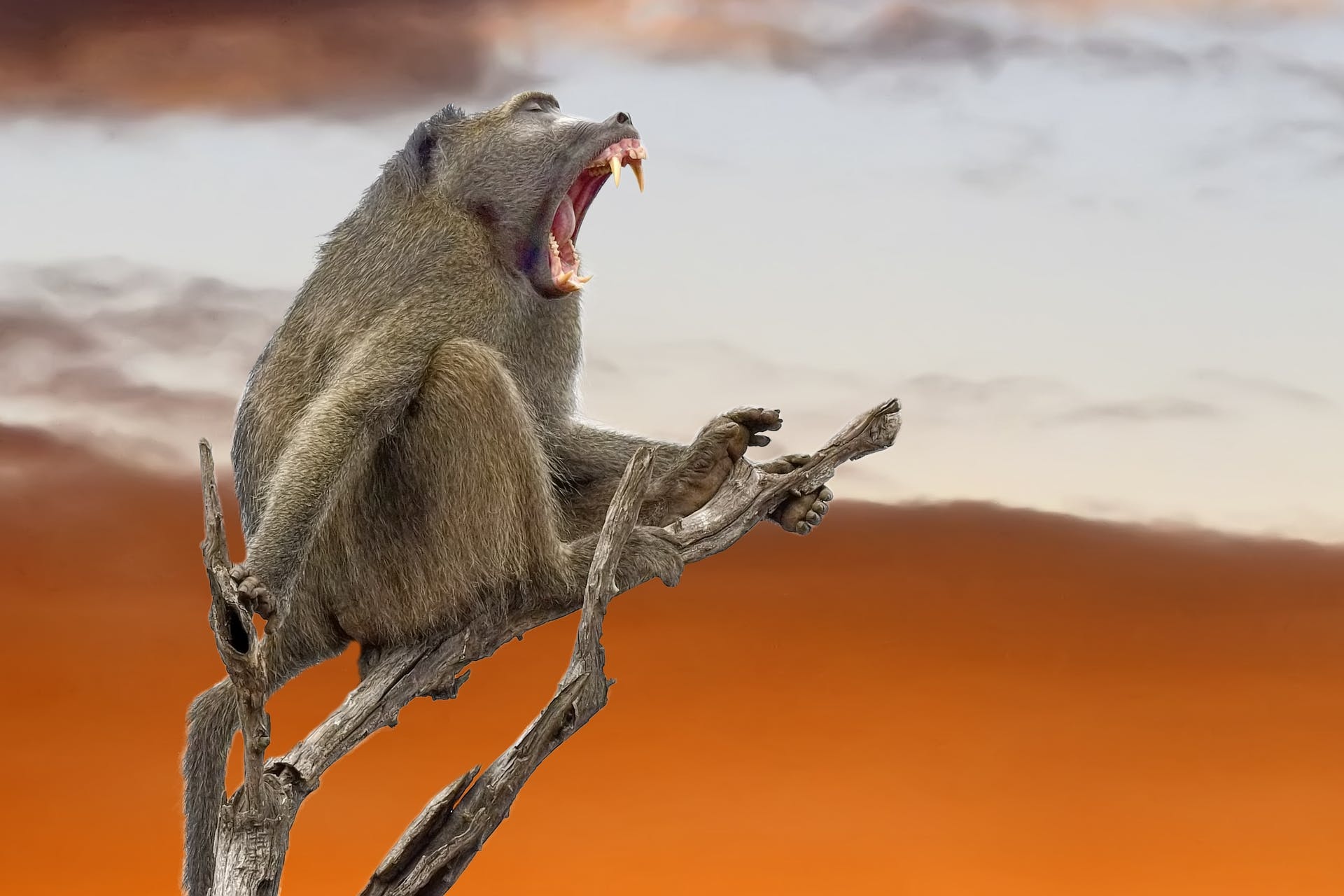 Mammal photography, Baboon wonders, Wildlife exploration, Animal instincts, 1920x1280 HD Desktop