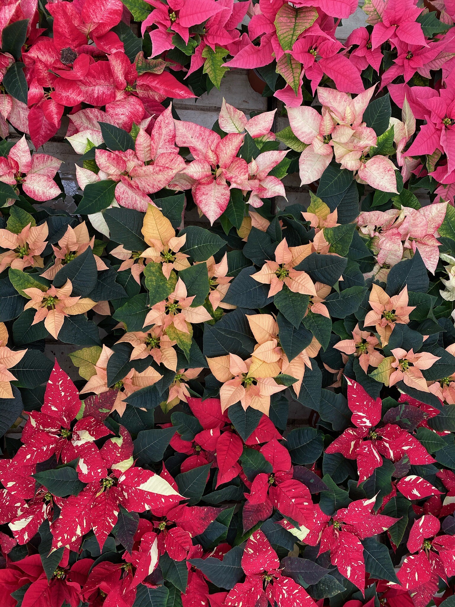Poinsettia: Poinsettias change color in response to shorter winter days. 1540x2050 HD Background.
