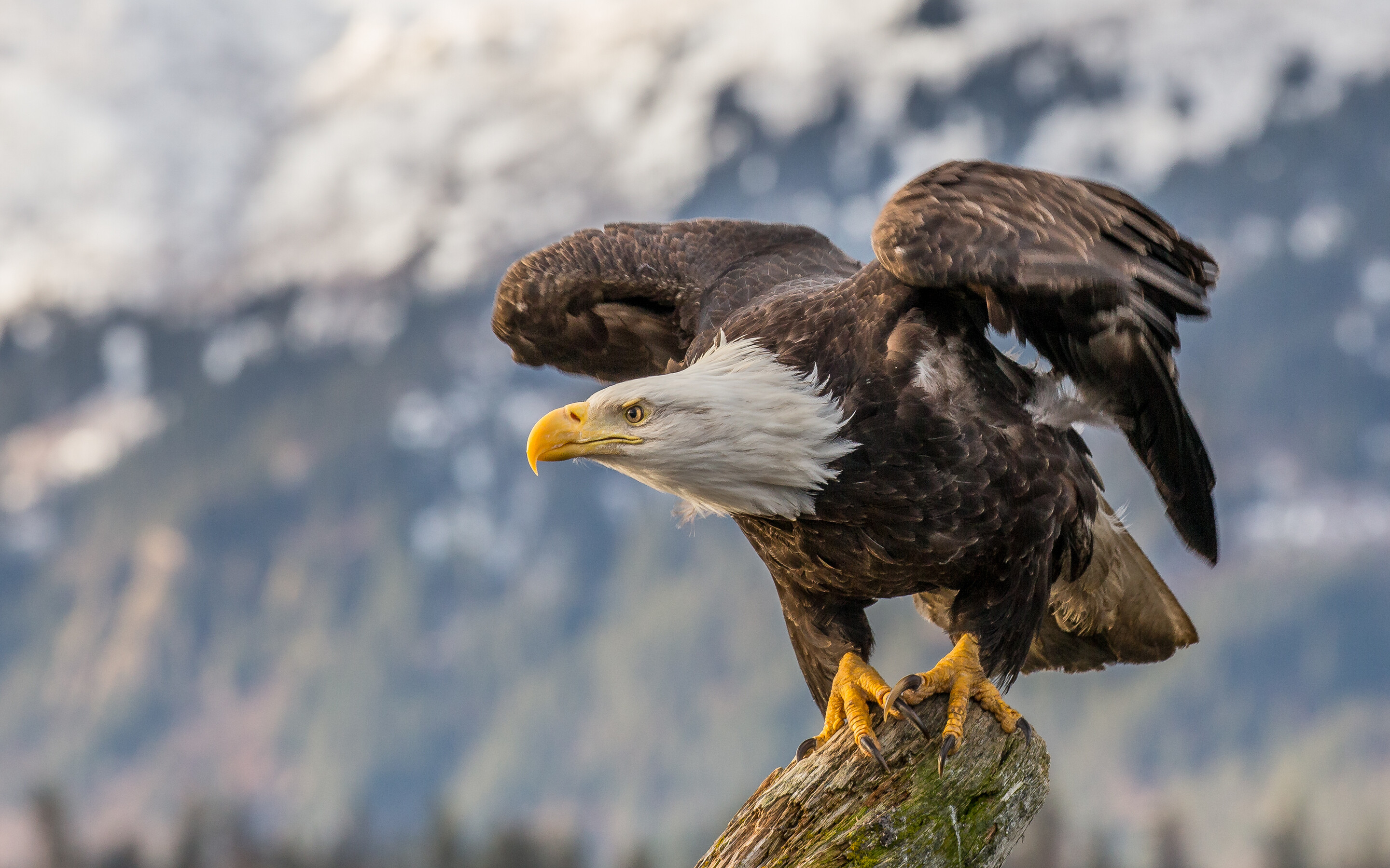 Eagle: The birds have a highly concentrated population in the Africa and eastern hemisphere. 2880x1800 HD Wallpaper.