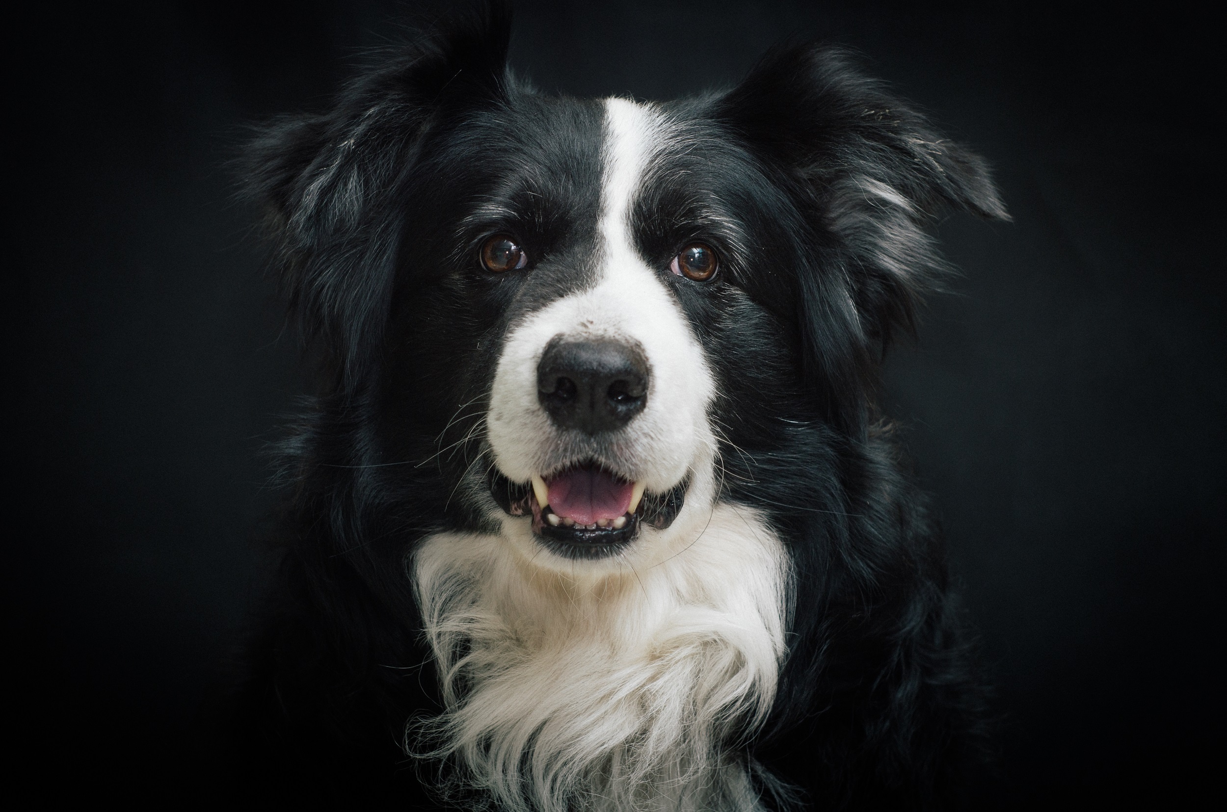 Beautiful Border Collie, Canine's loyalty, Playful companion, Endearing gaze, 2500x1660 HD Desktop